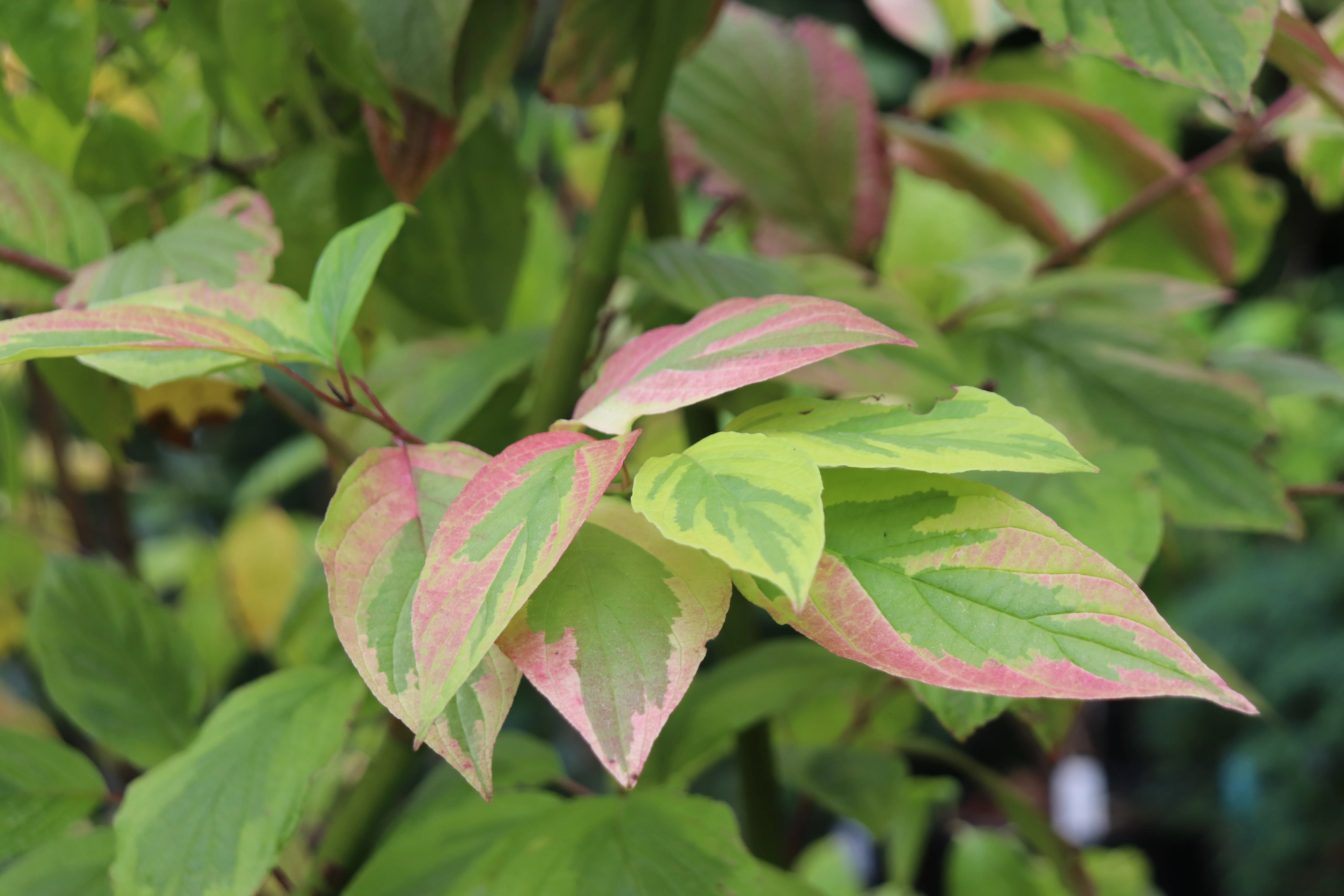 *RETAIL - Cornus sericea 'Hedgerows Gold' - Image 3