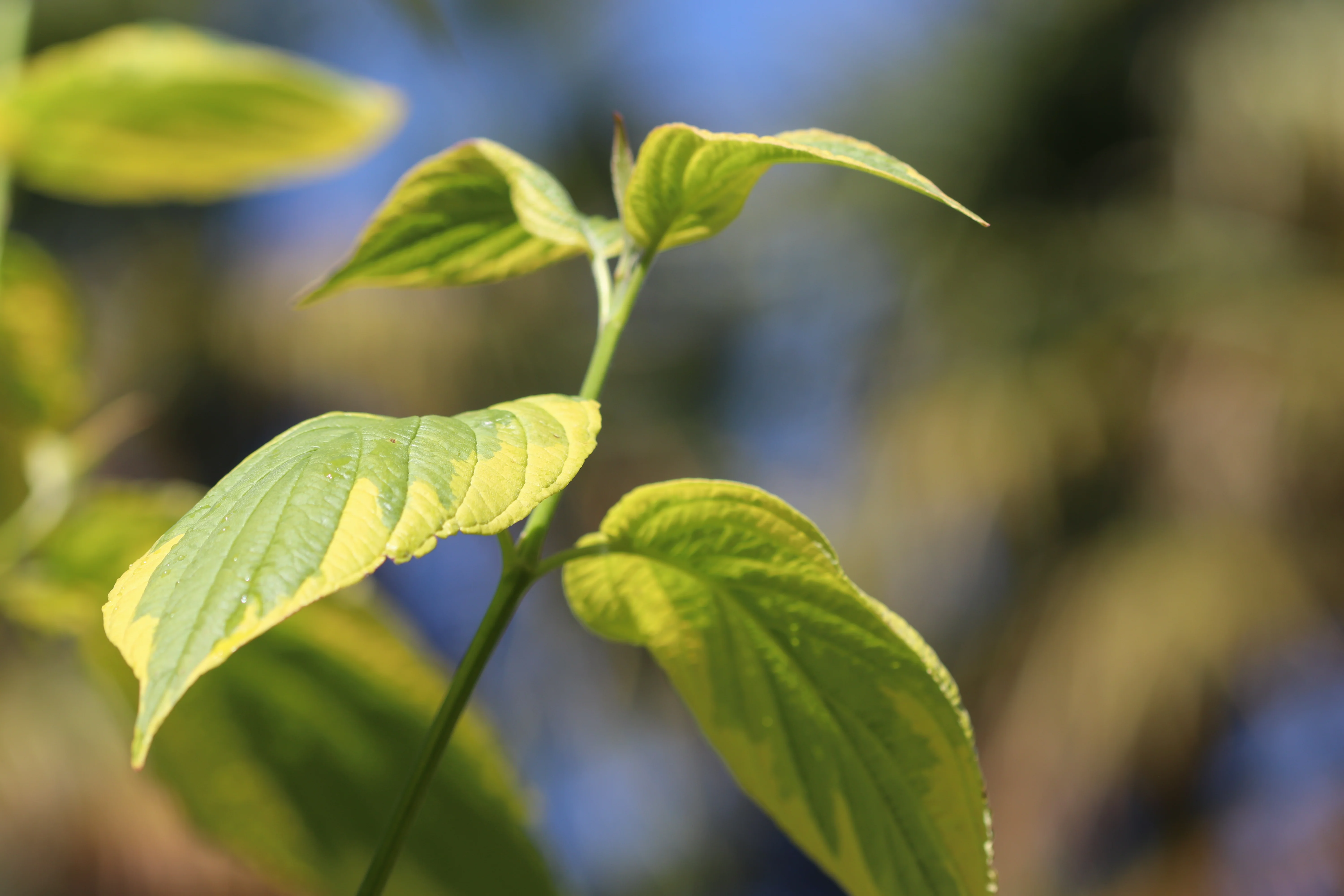 *RETAIL - Cornus sericea 'Hedgerows Gold' - Image 4