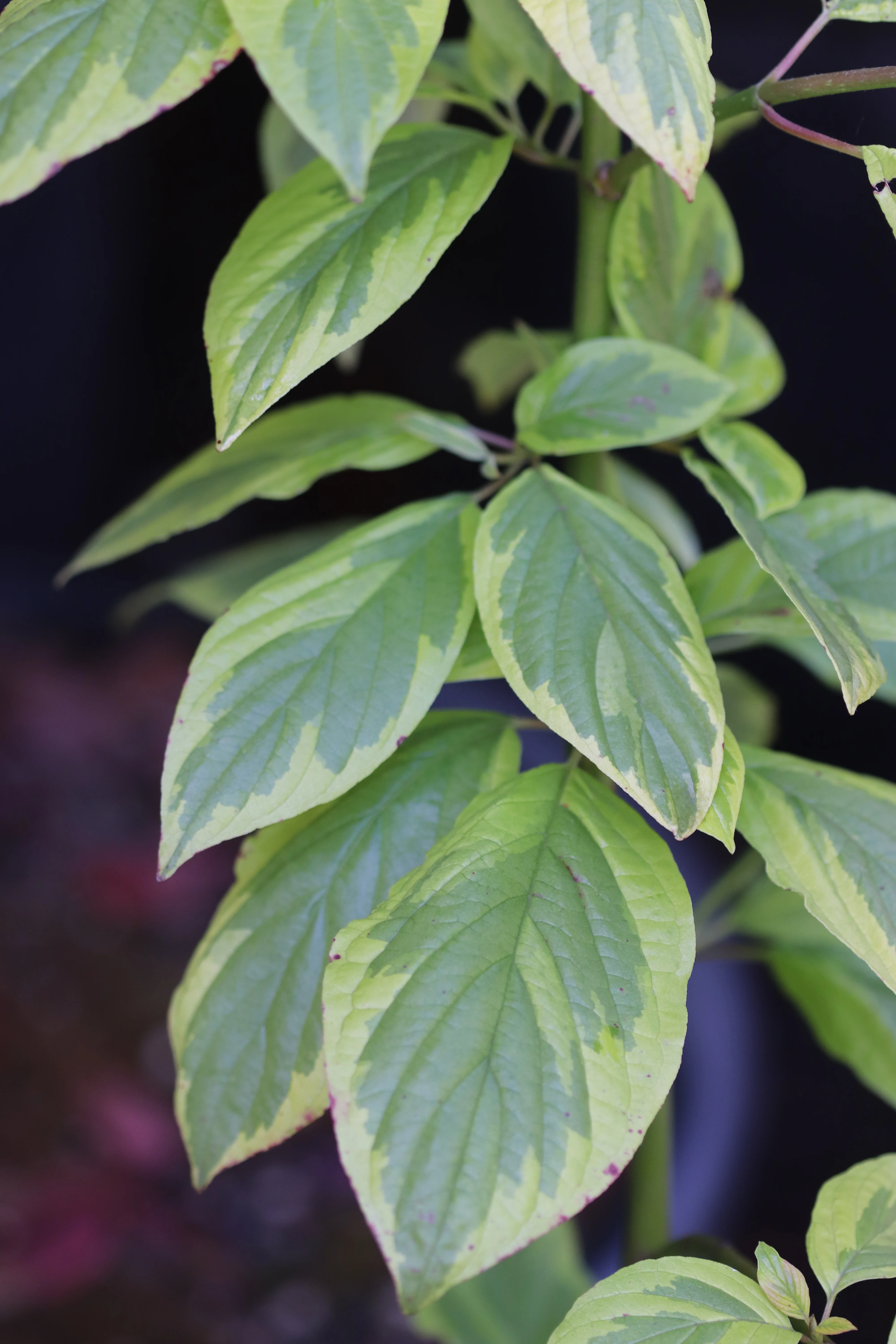*RETAIL - Cornus sericea 'Hedgerows Gold' - Image 5