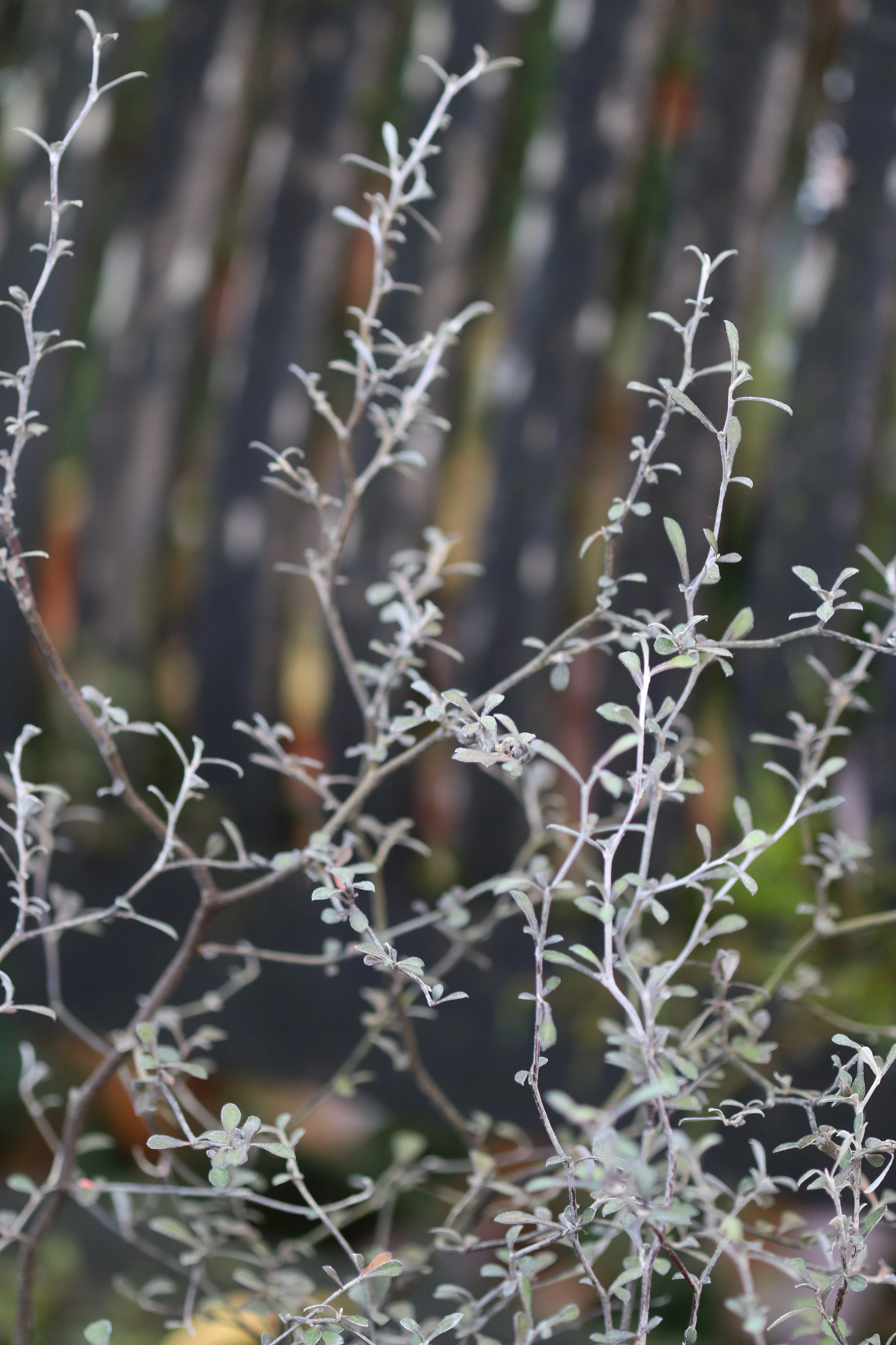 *RETAIL - Corokia cotoneaster 'Anton's Dwarf'