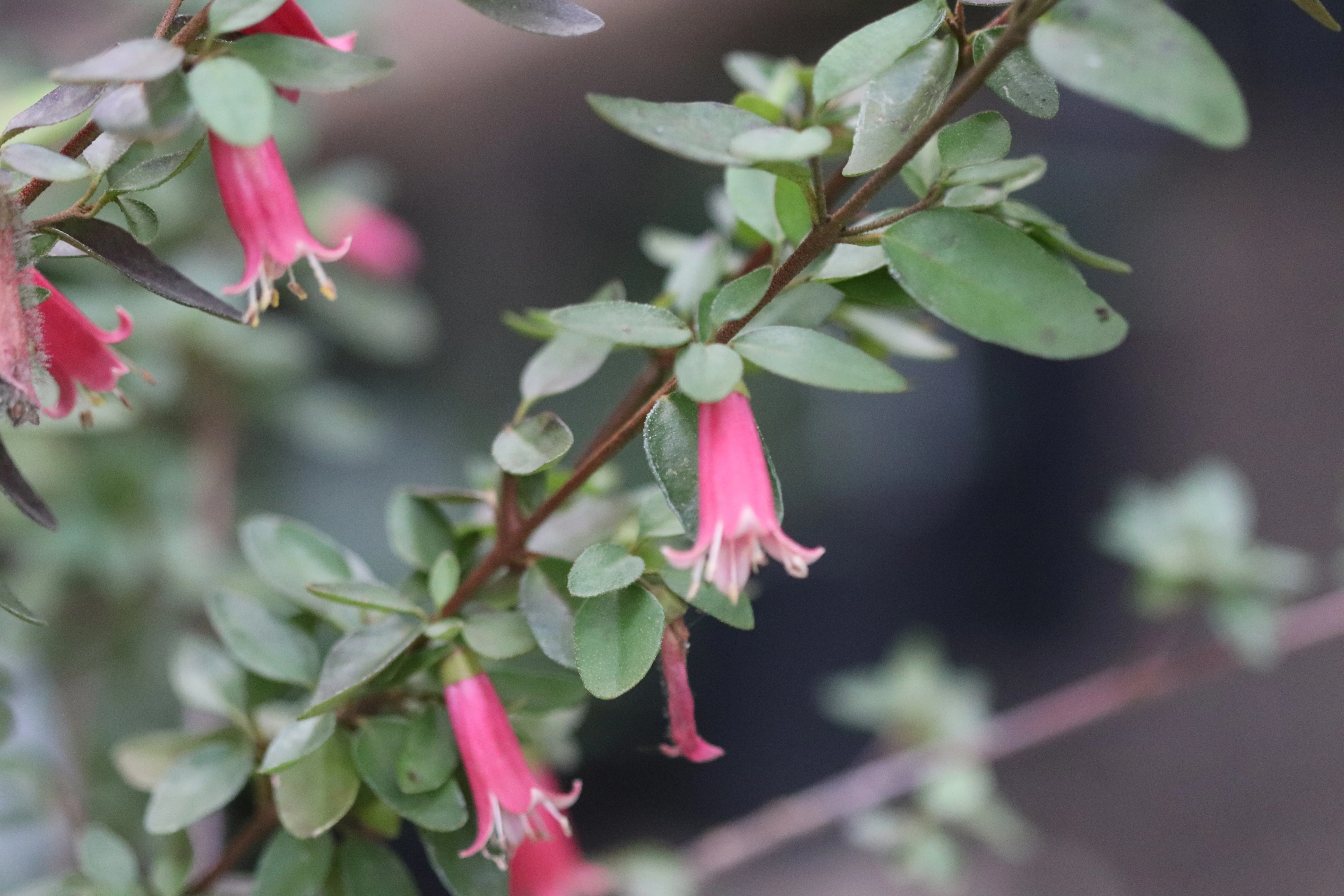 *RETAIL - Correa 'Dusky Bells' - Image 2