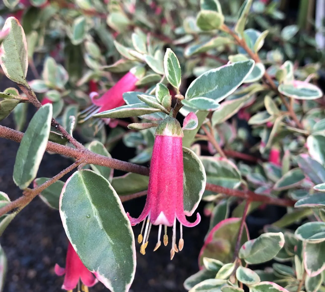 Correa 'Wyn's Wonder' - Image 2
