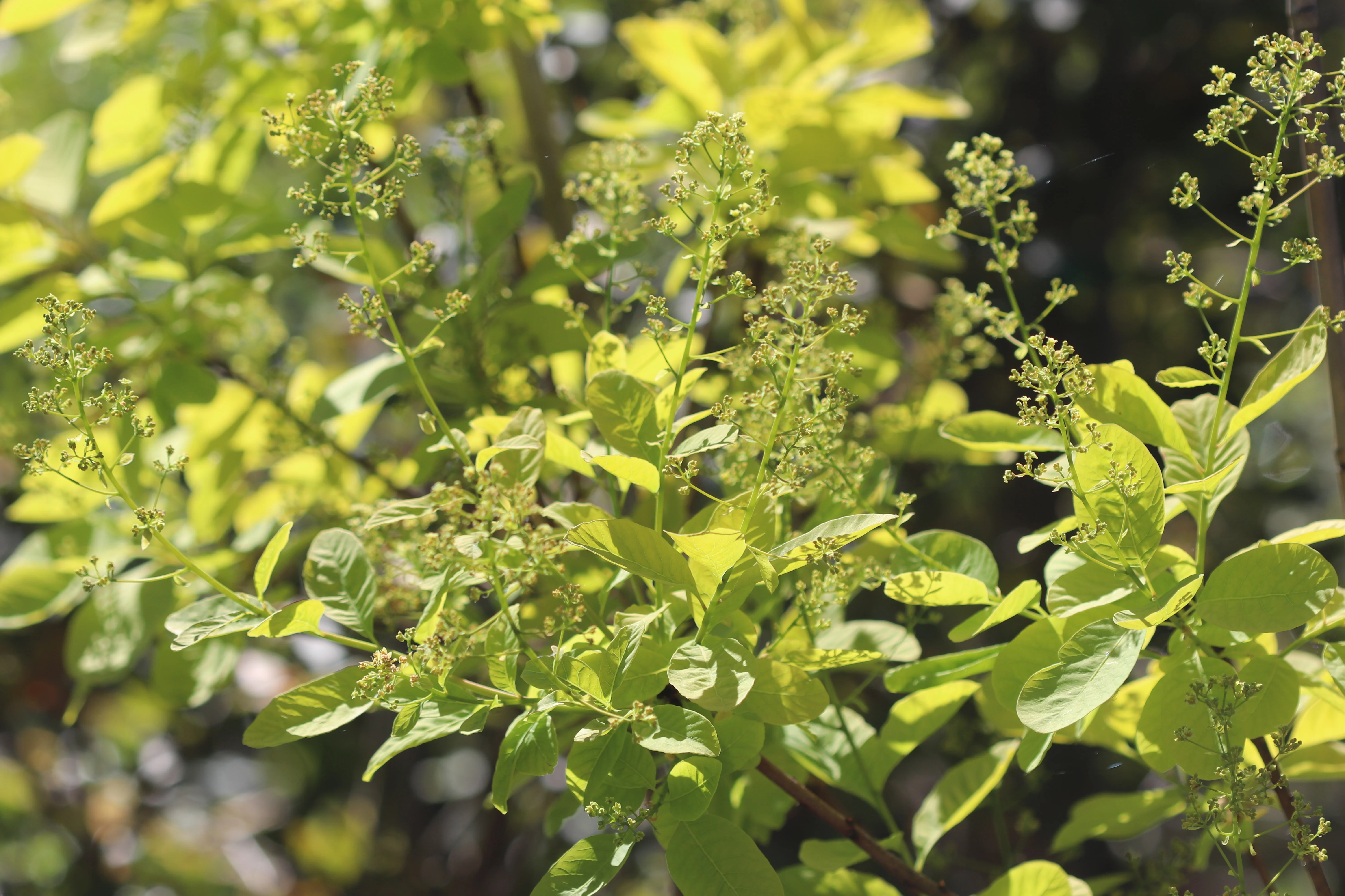 *RETAIL - Cotinus coggygria 'Golden Spirit' - Image 2