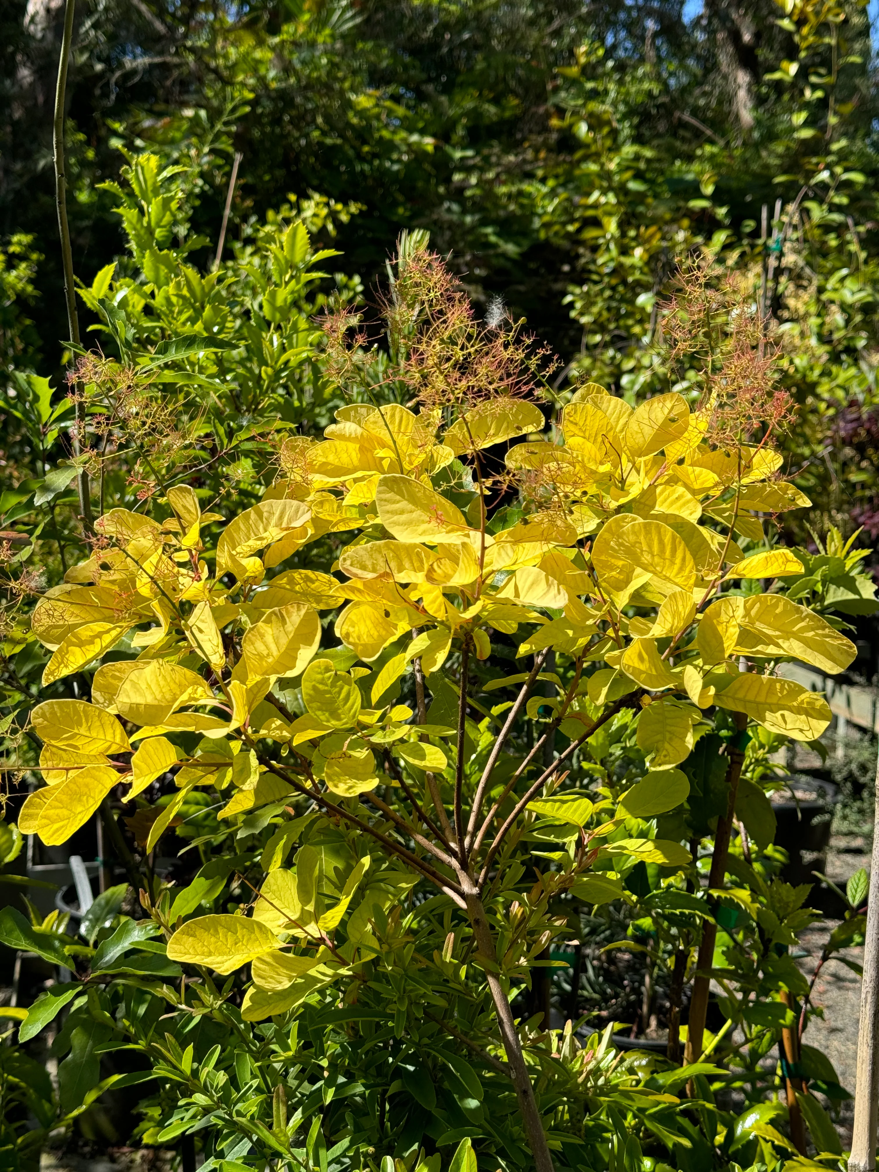 *RETAIL - Cotinus coggygria 'Golden Spirit' - Image 3