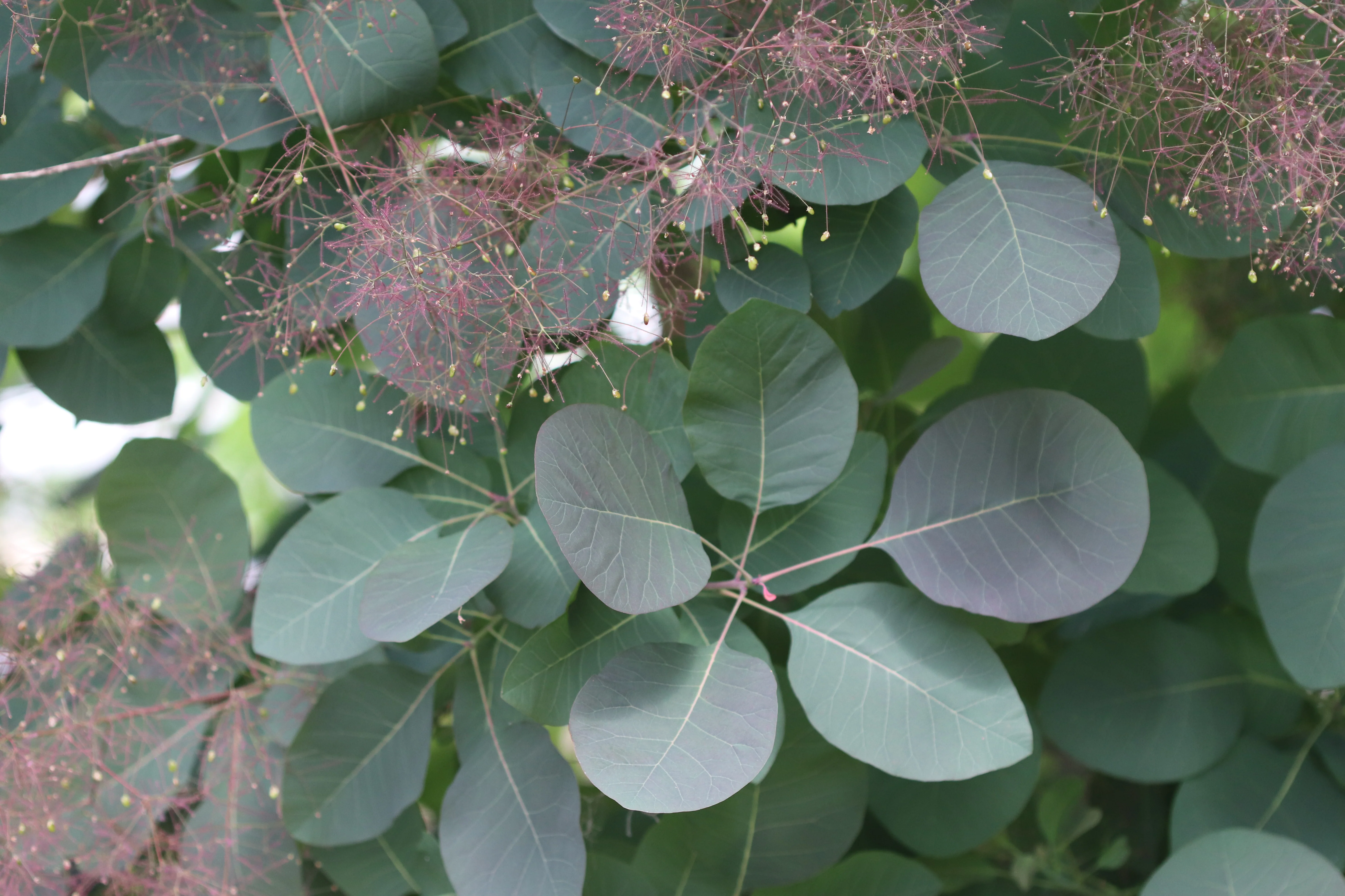 *RETAIL - Cotinus 'Grace' - Image 2