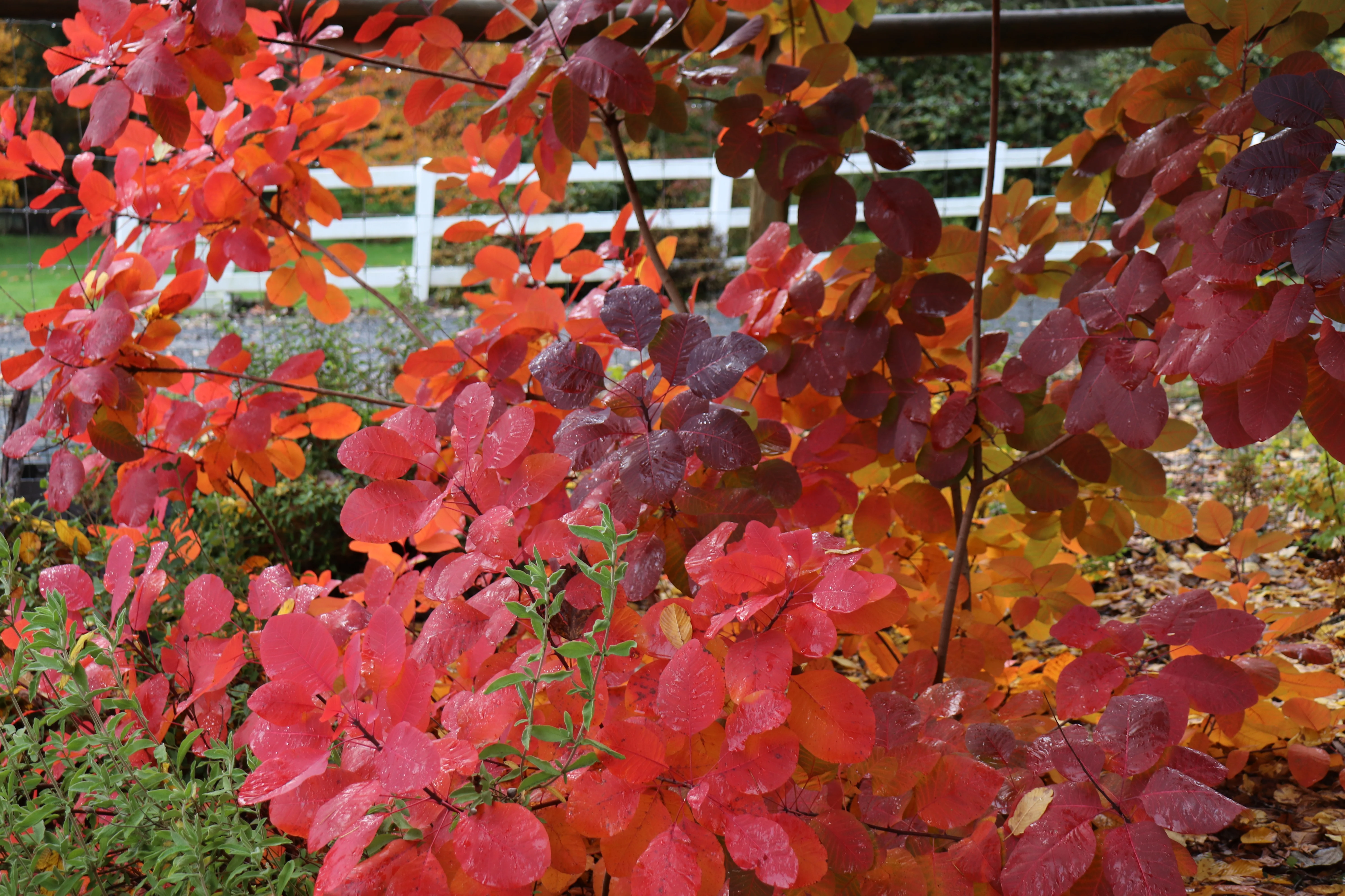 *RETAIL - Cotinus 'Grace' - Image 3