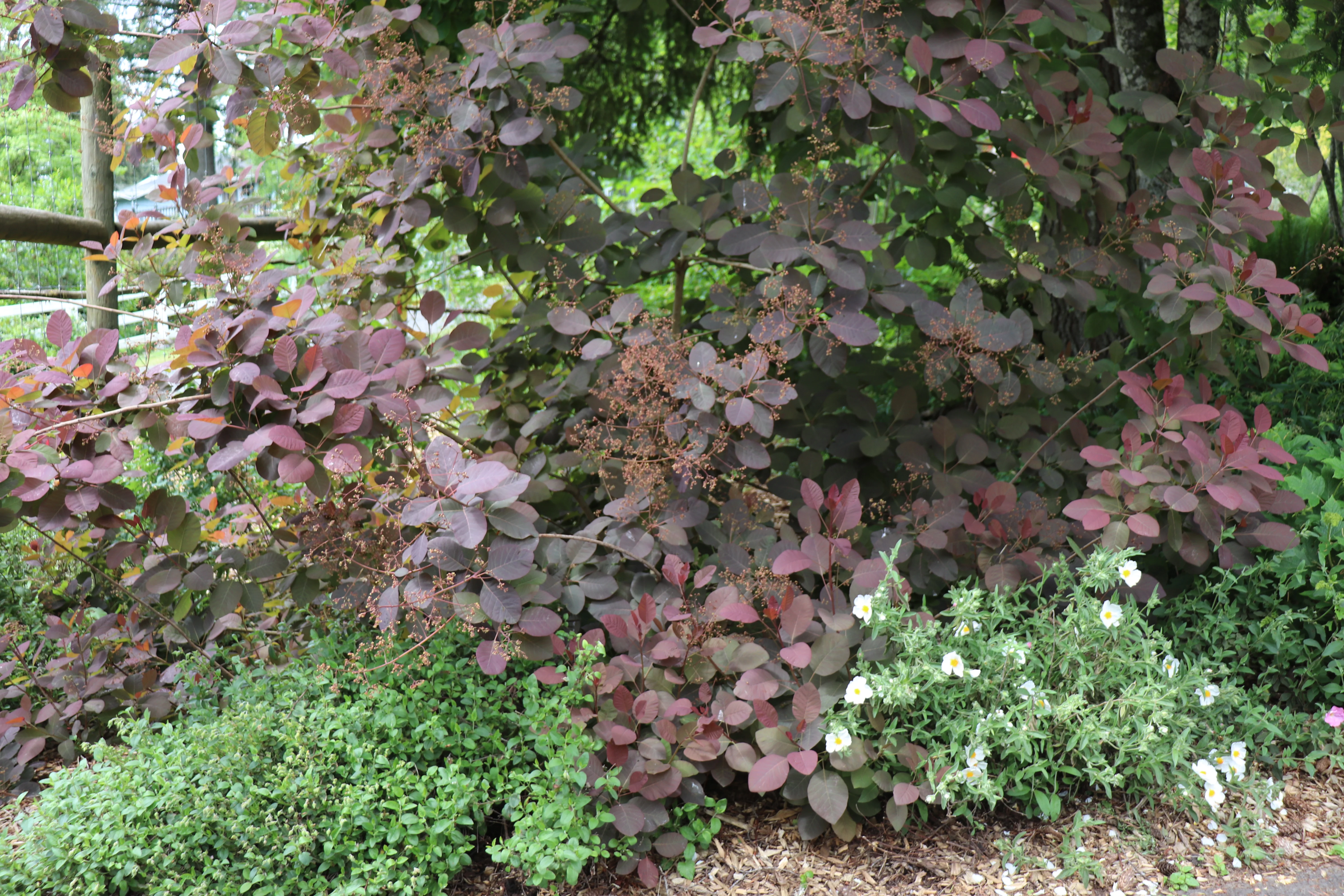 *RETAIL - Cotinus 'Grace' - Image 4