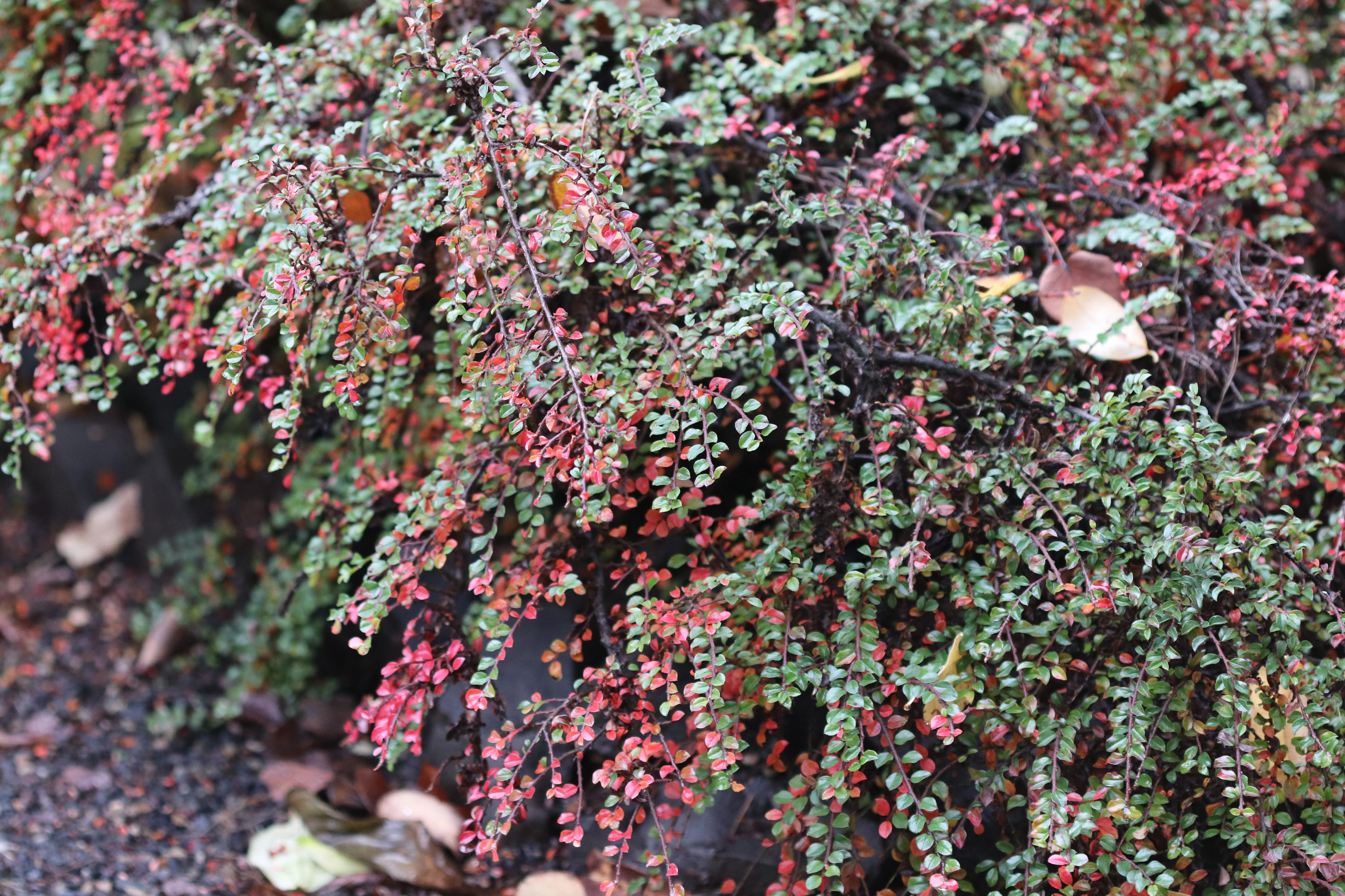 *RETAIL - Cotoneaster apiculatus 'Tom Thumb' - Image 2