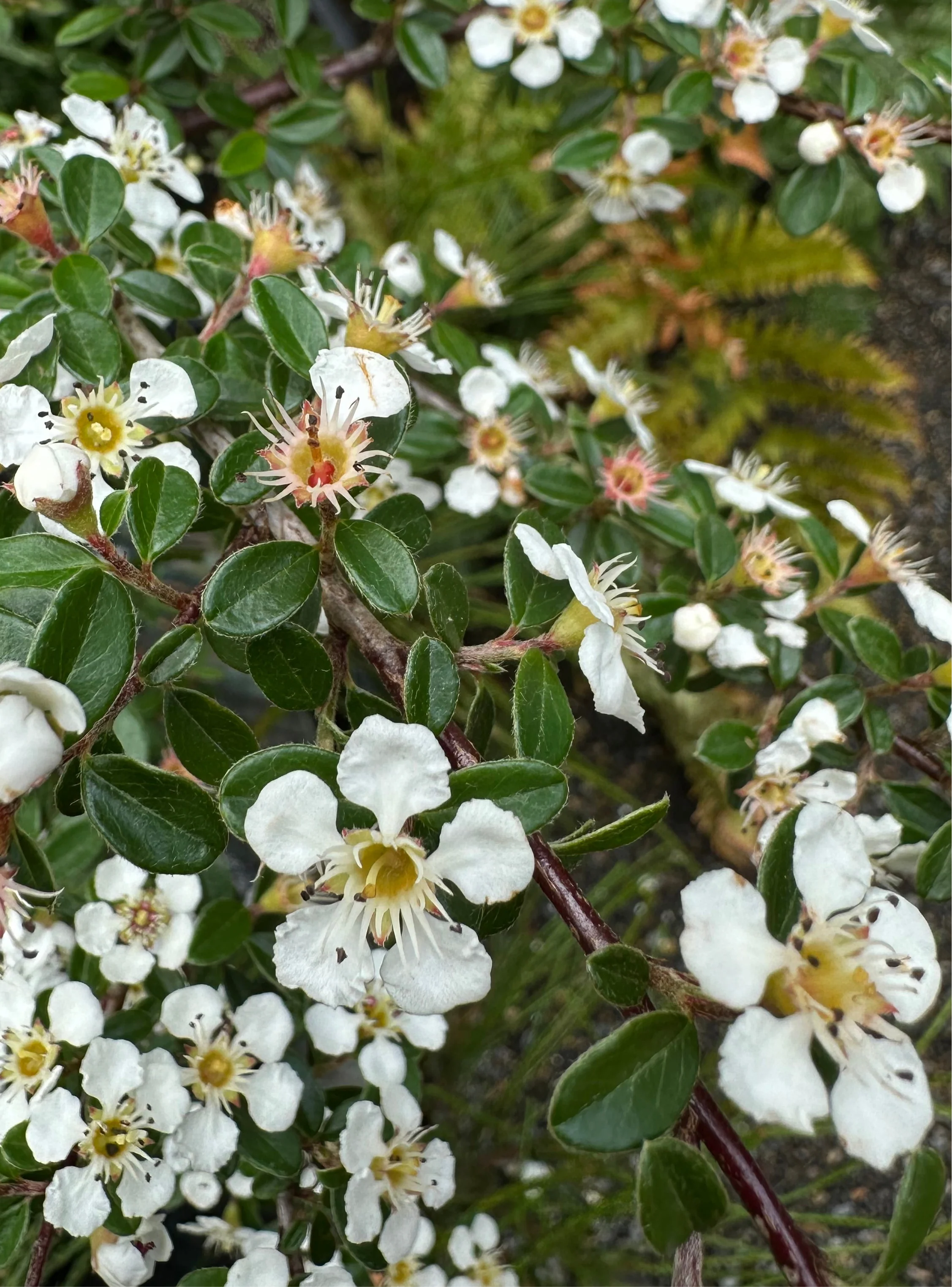 *RETAIL - Cotoneaster conspicuus - Image 2