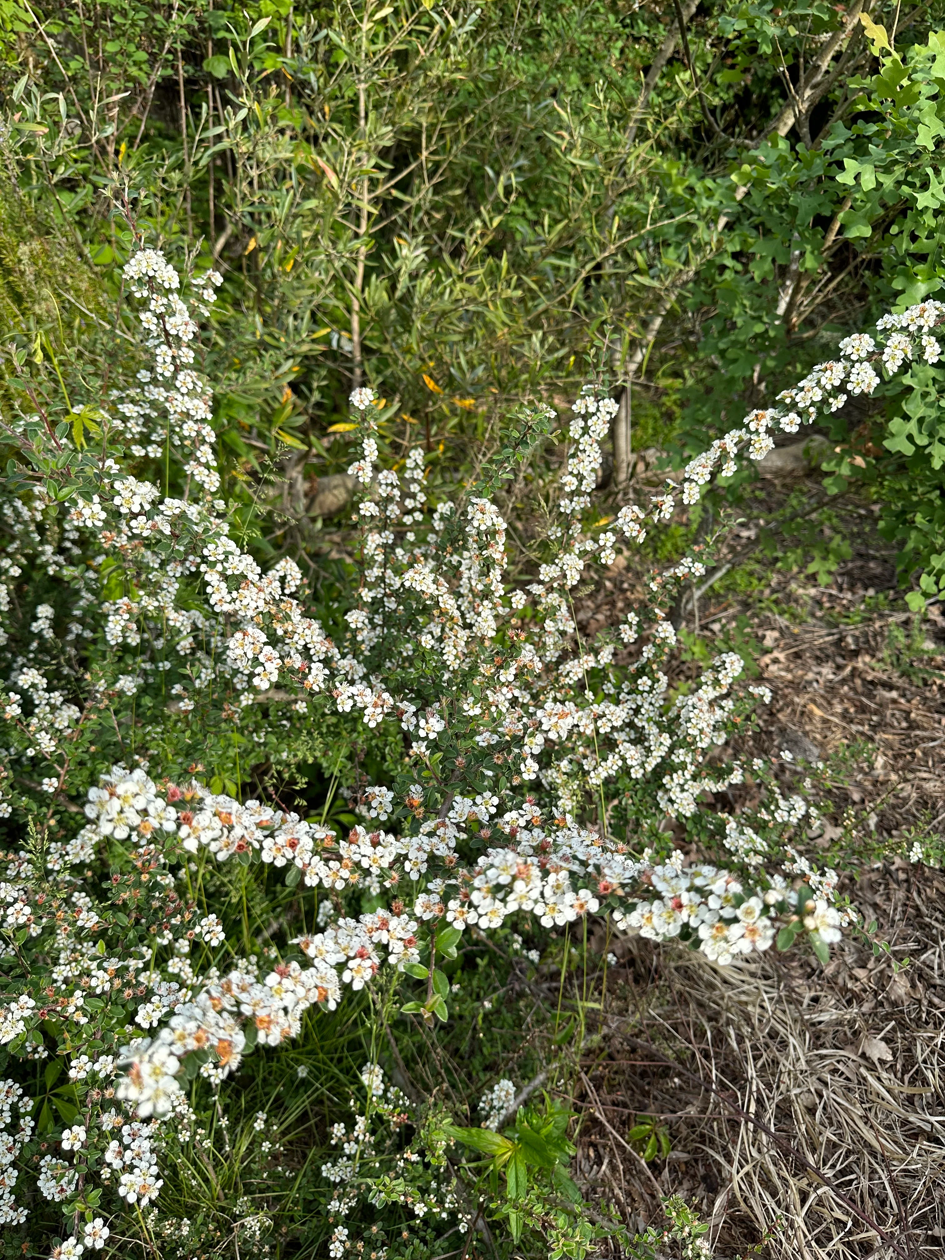 *RETAIL - Cotoneaster conspicuus - Image 3