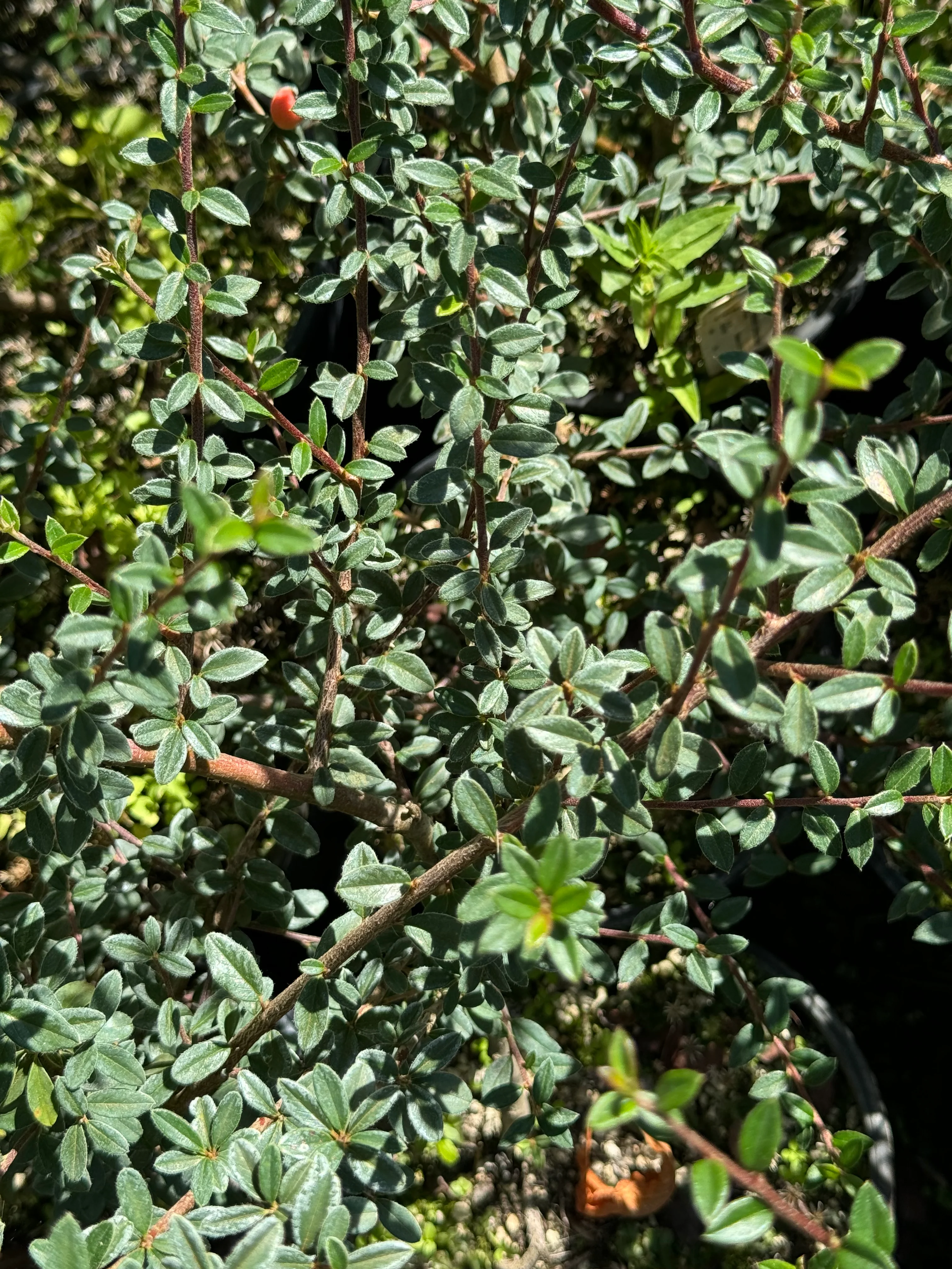 *RETAIL - Cotoneaster conspicuus - Image 4