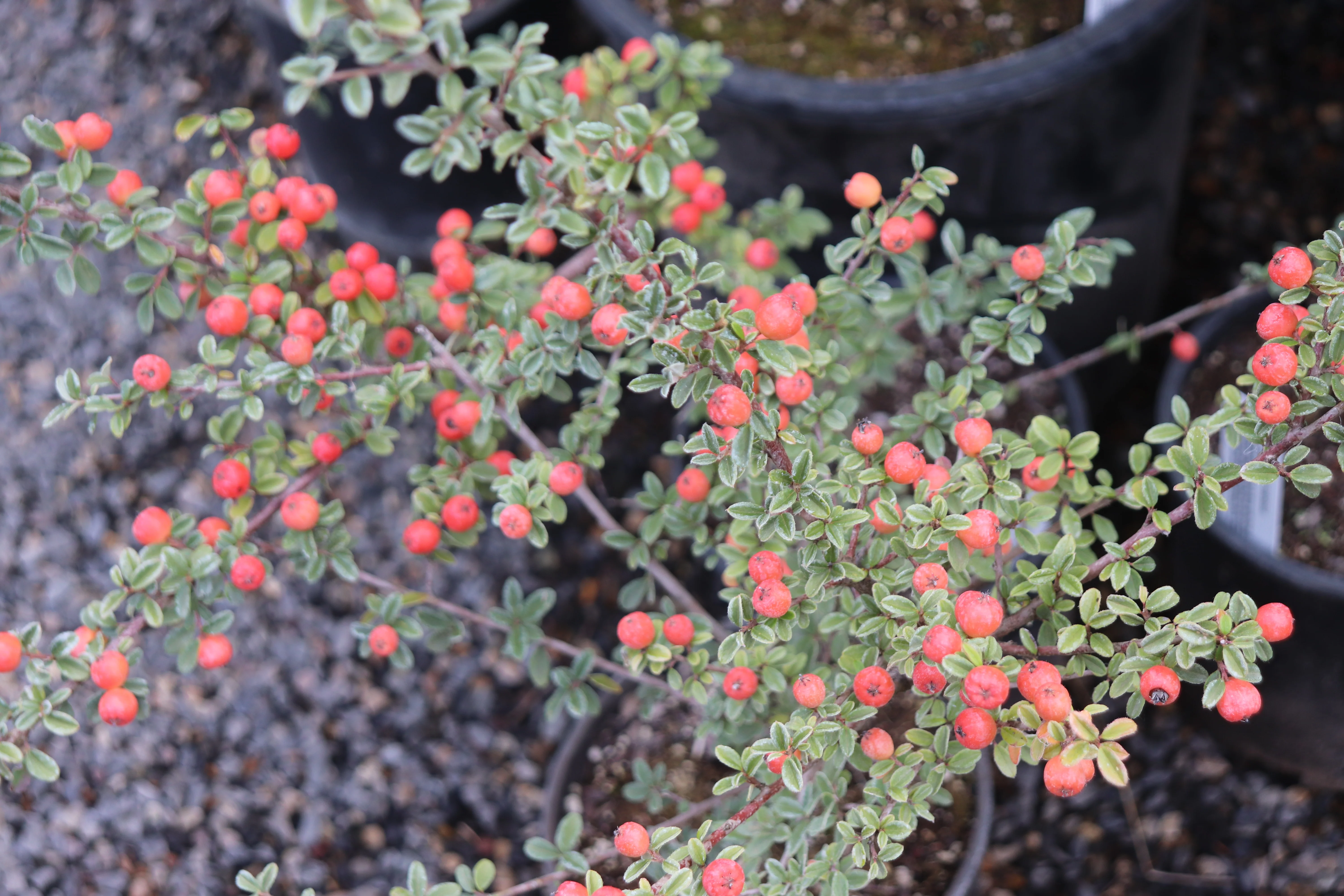 *RETAIL - Cotoneaster conspicuus - Image 5