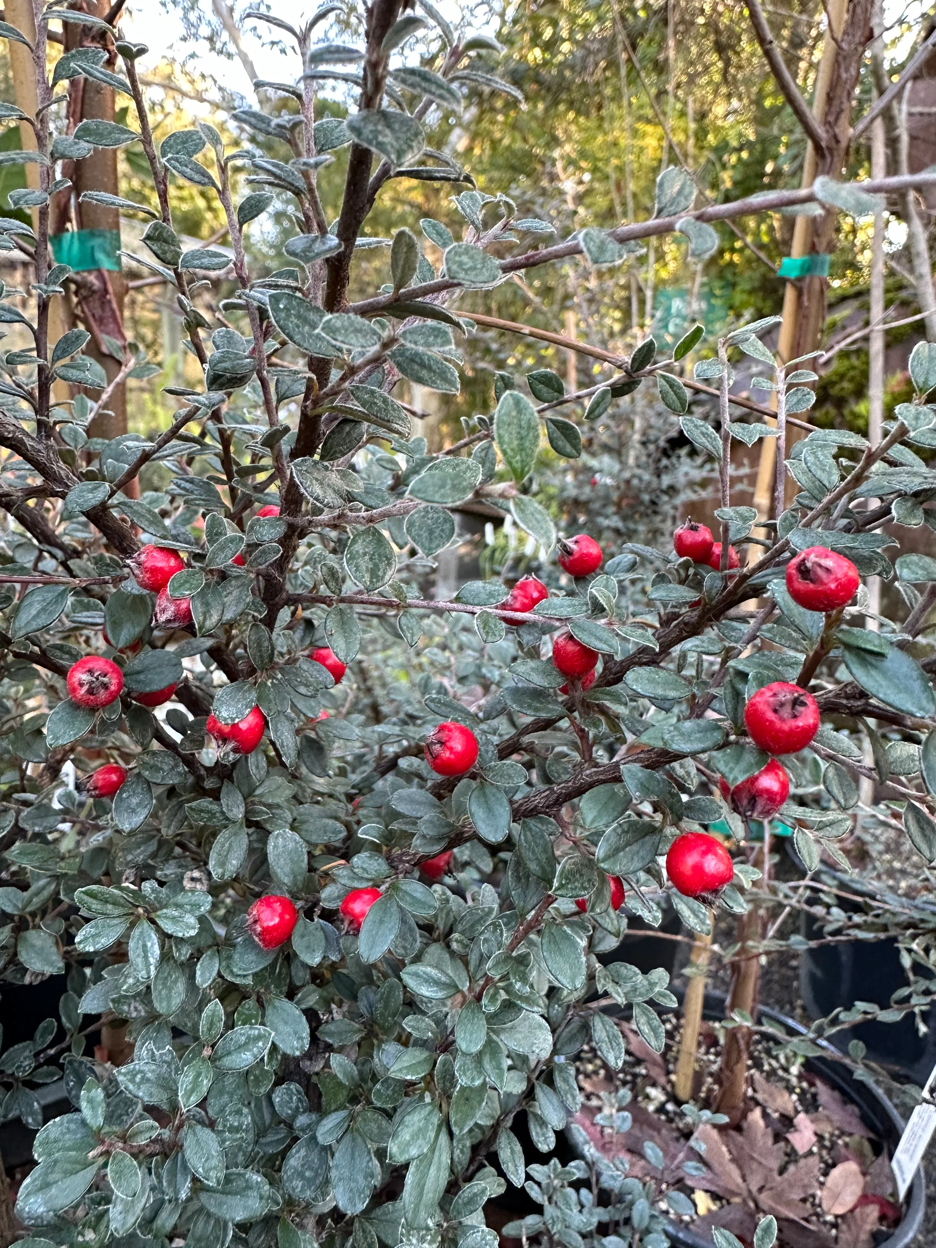 *RETAIL - Cotoneaster hodjingensis - Image 2