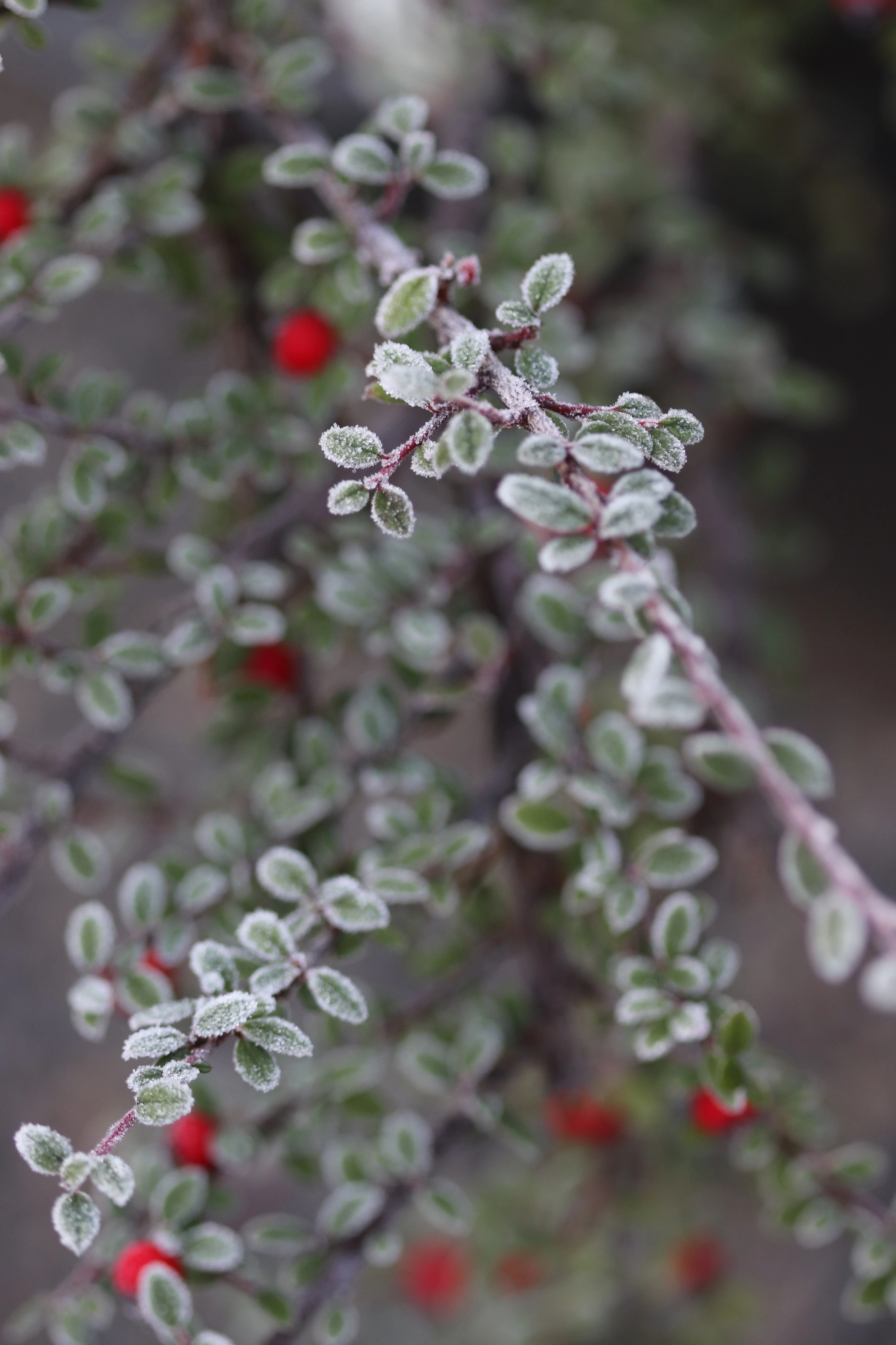*RETAIL - Cotoneaster hodjingensis - Image 3