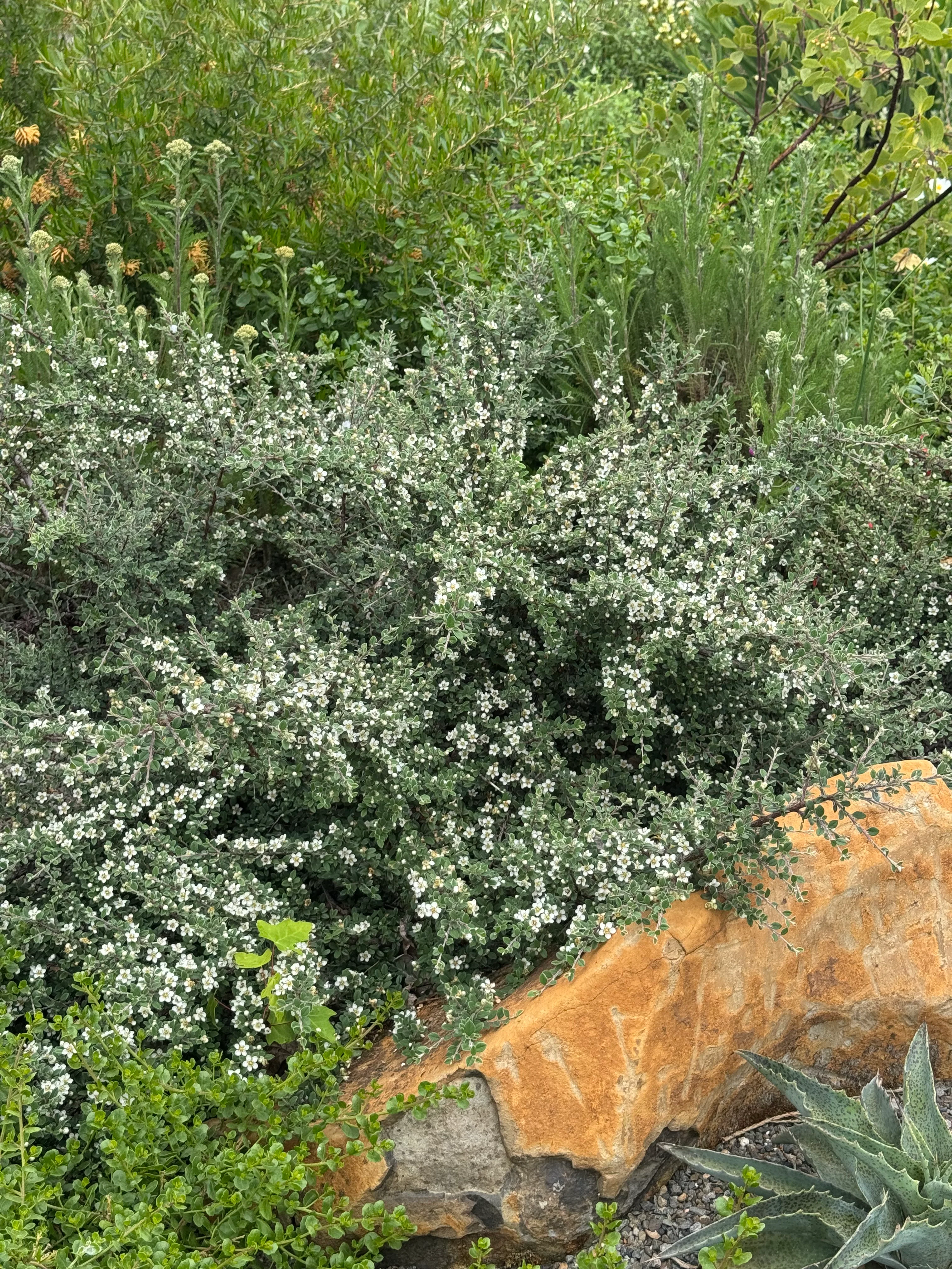 *RETAIL - Cotoneaster hodjingensis - Image 4