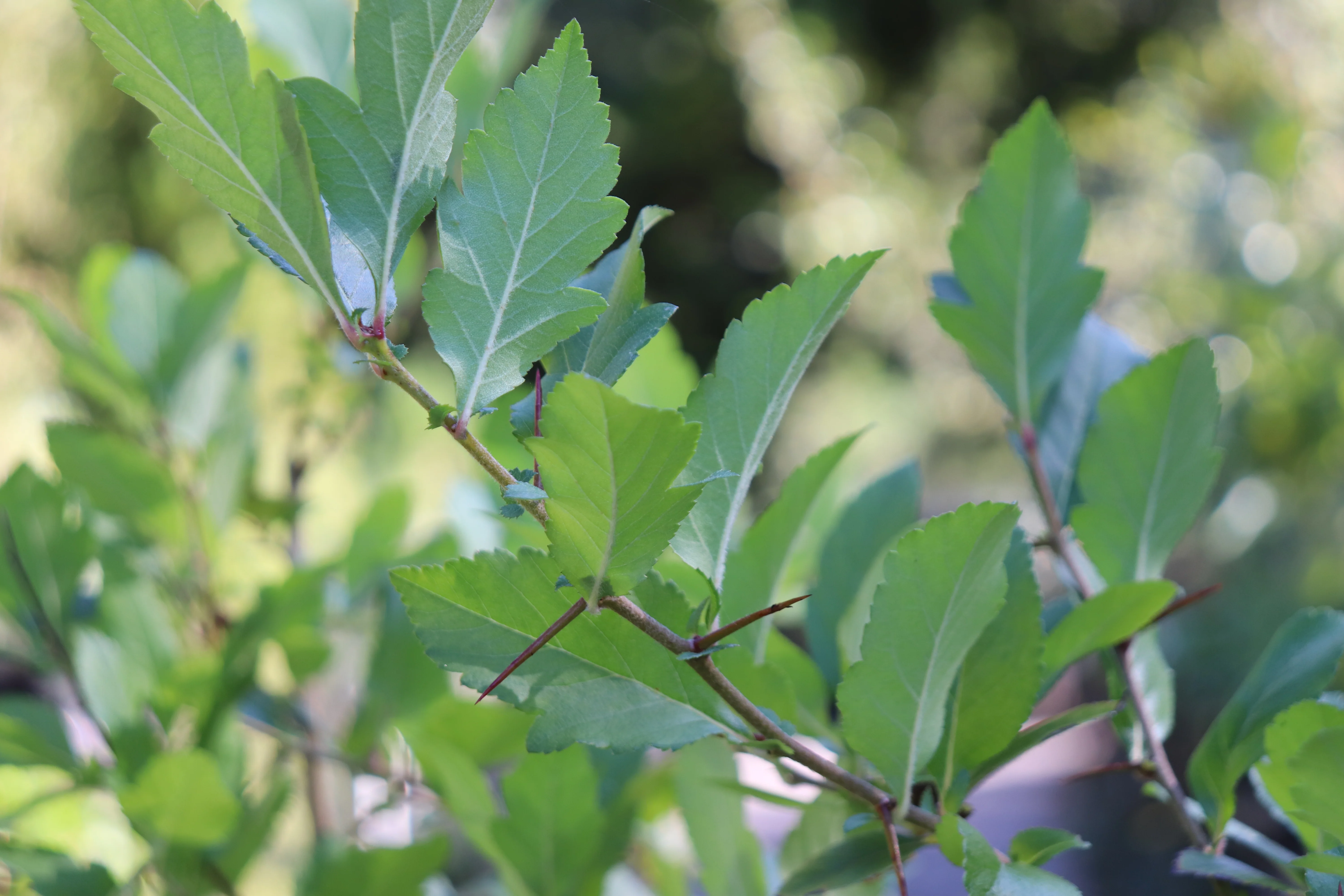 *RETAIL - Crataegus mexicana - Image 2