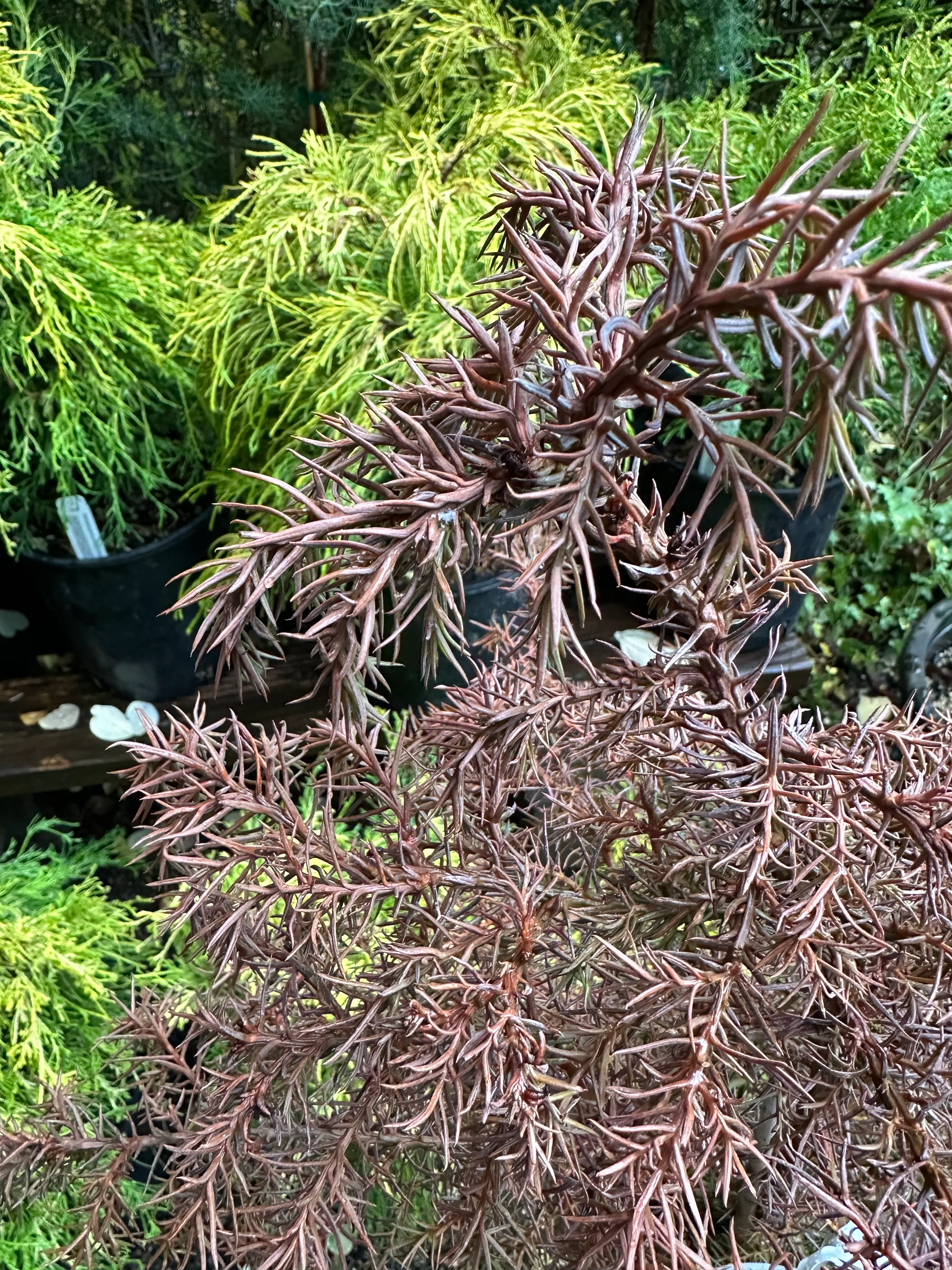 *RETAIL - Cryptomeria japonica 'Elegans' - Image 2