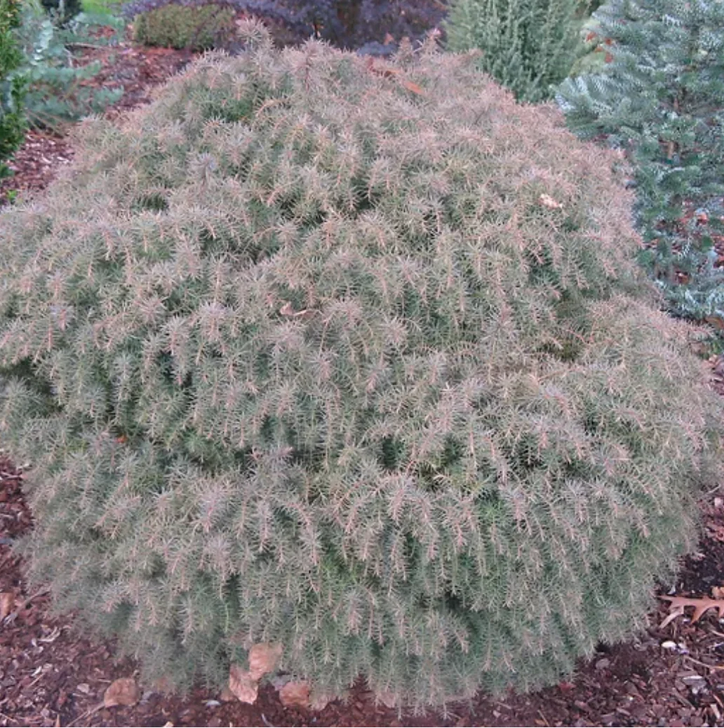*RETAIL - Cryptomeria japonica 'Mushroom' - Image 2