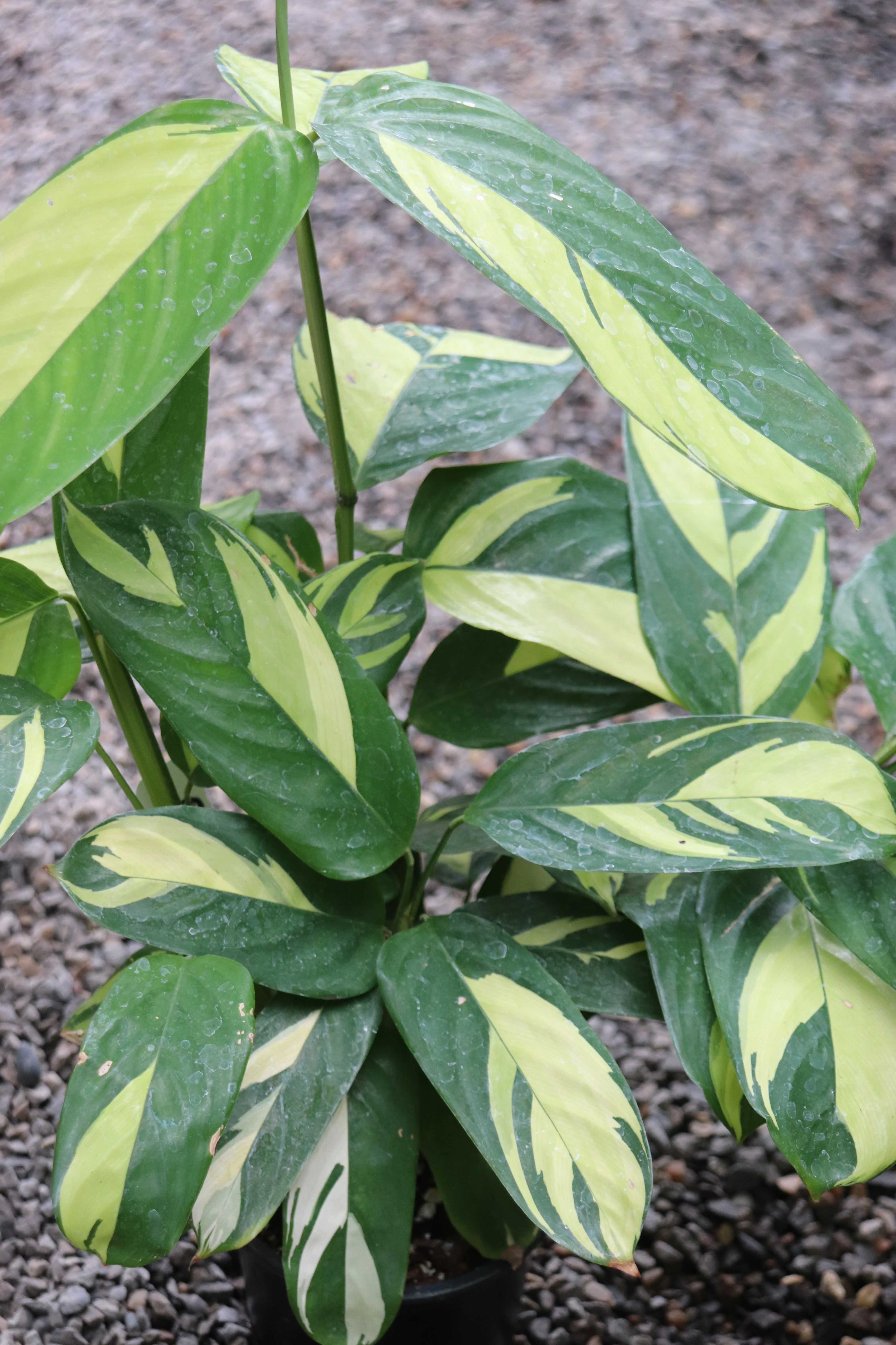 *RETAIL - Ctenanthe lubbersiana 'Golden Mosaic' - Image 2