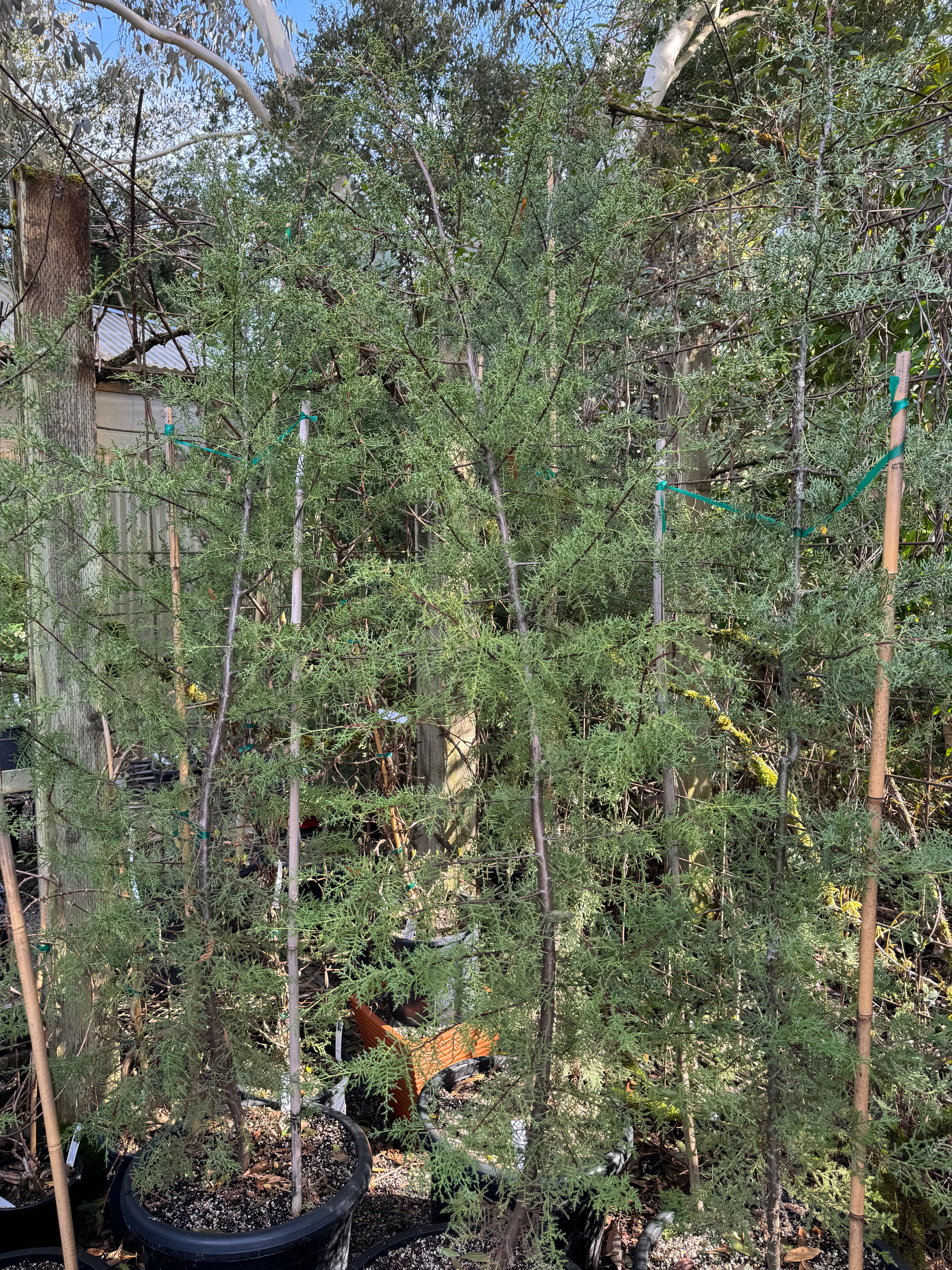 *RETAIL - Cupressus arizonica var. glabra - Image 2