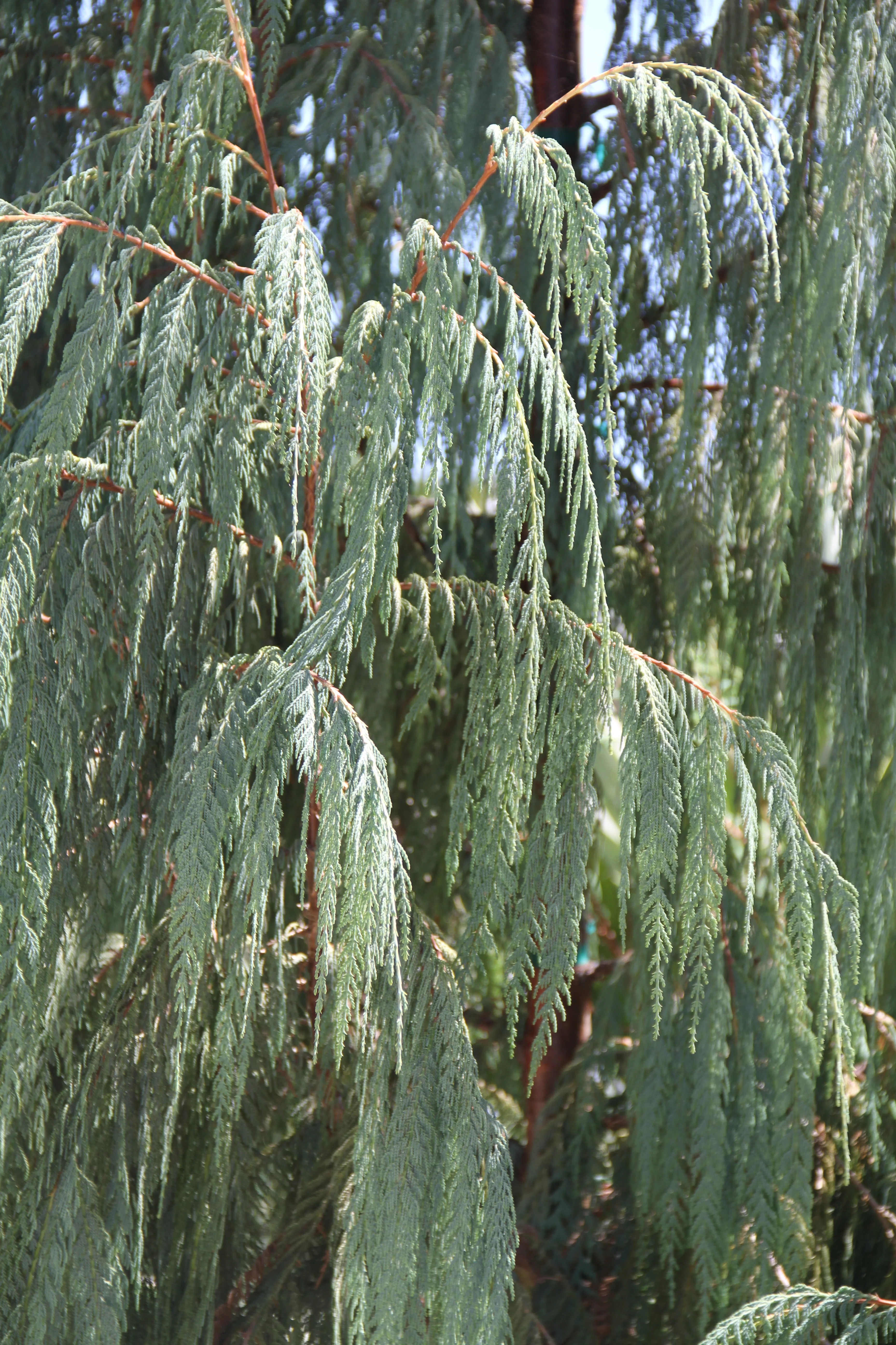 *RETAIL - Cupressus cashmeriana - Image 2