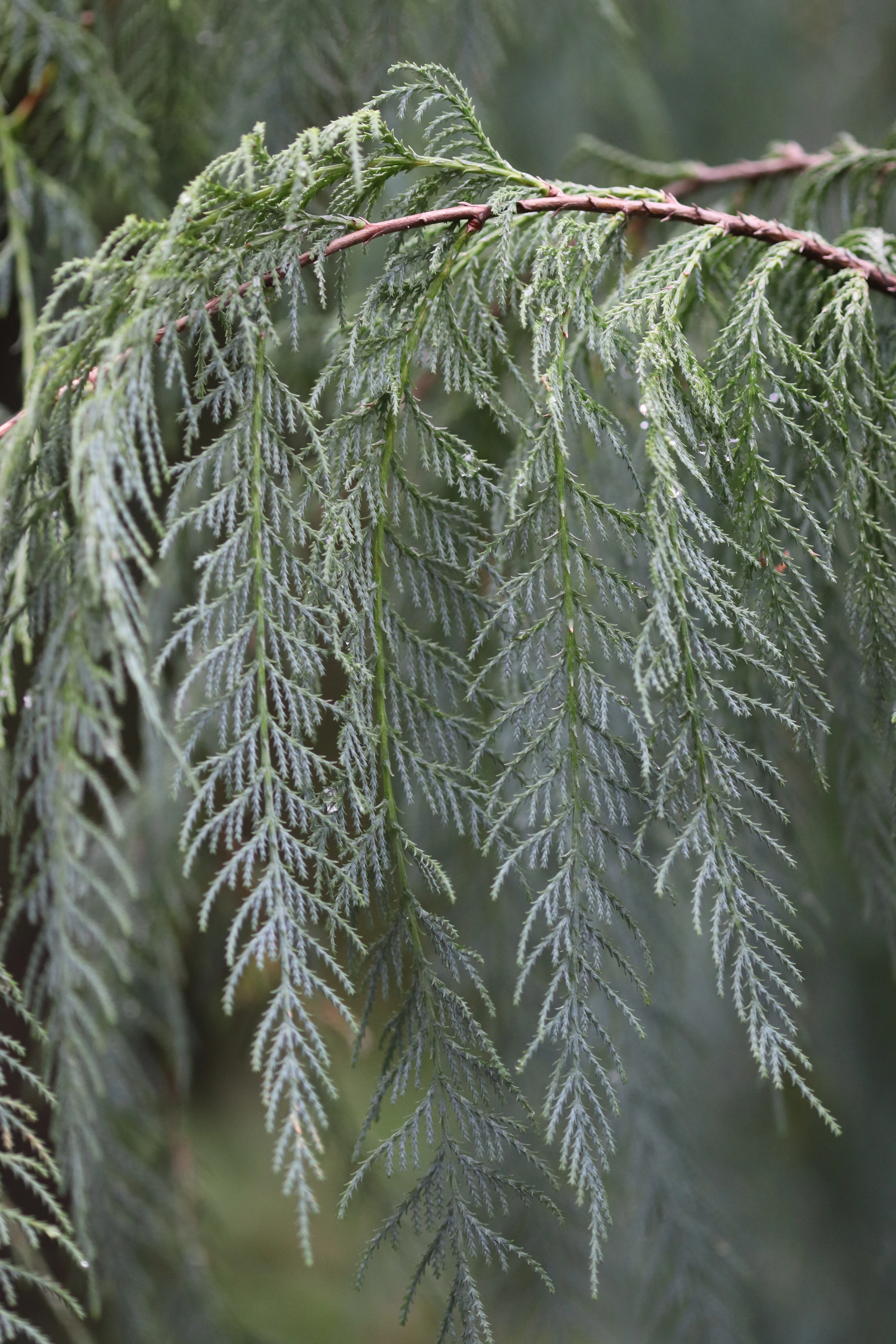 *RETAIL - Cupressus cashmeriana - Image 3
