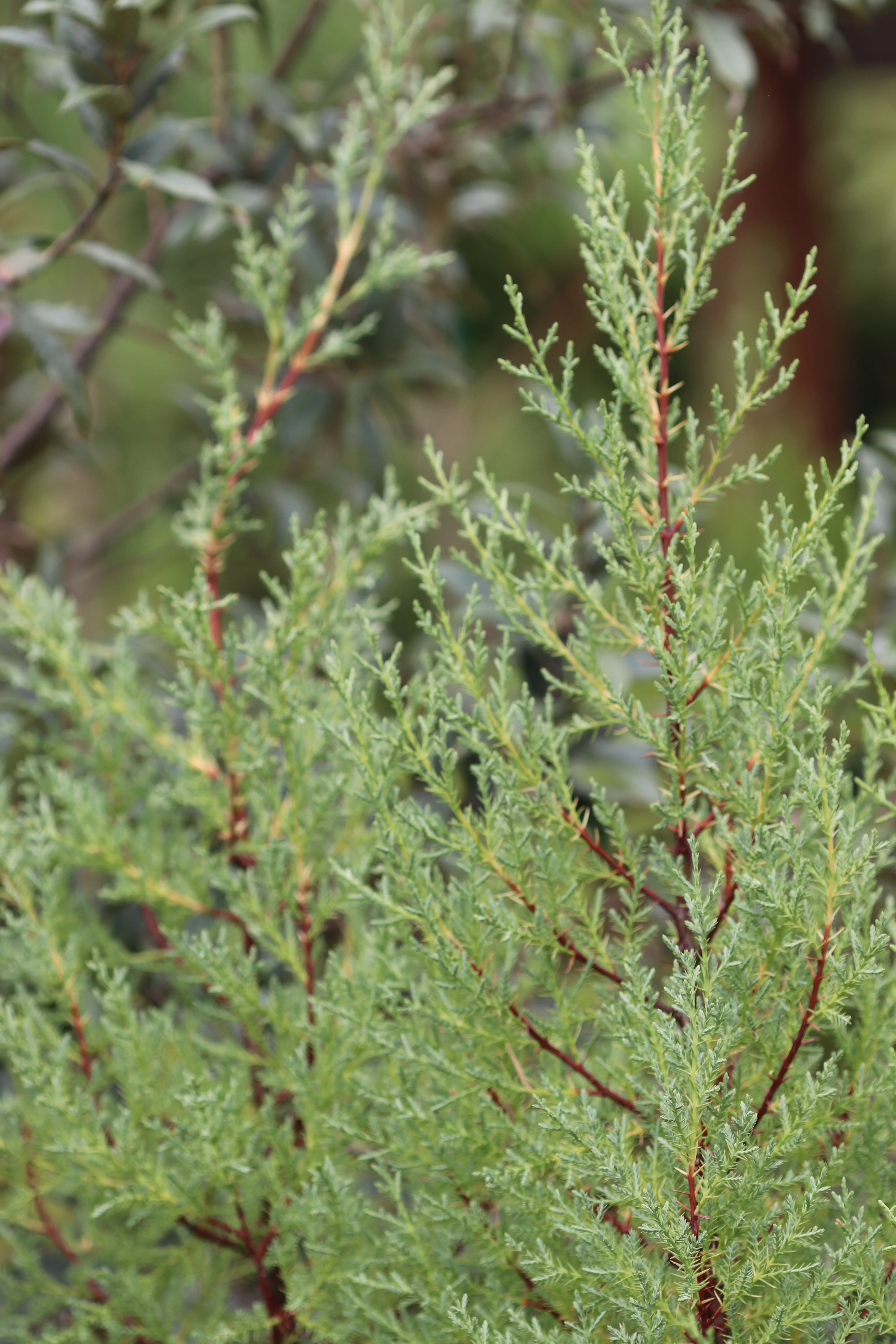 *RETAIL - Cupressus macrocarpa
