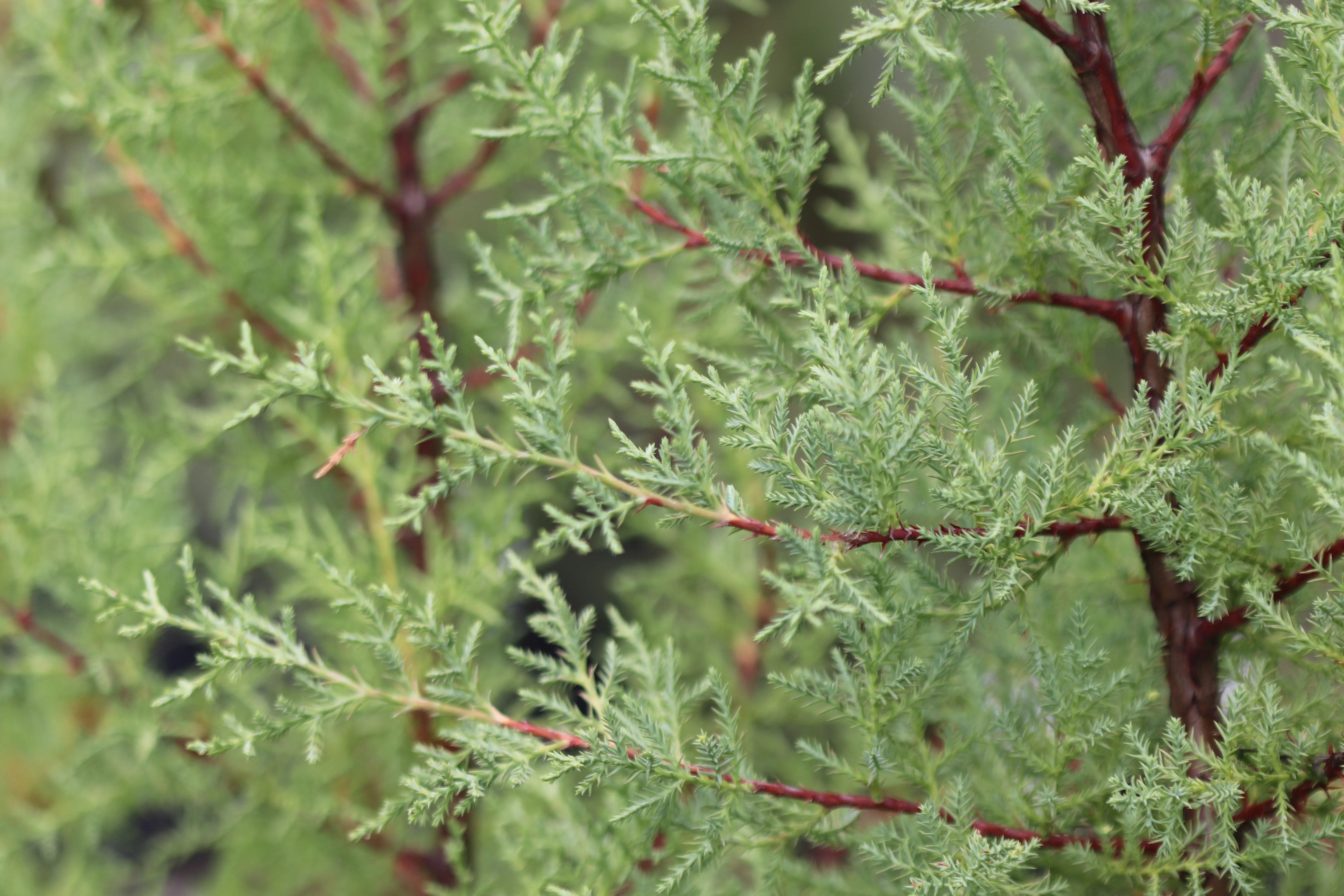 *RETAIL - Cupressus macrocarpa - Image 2