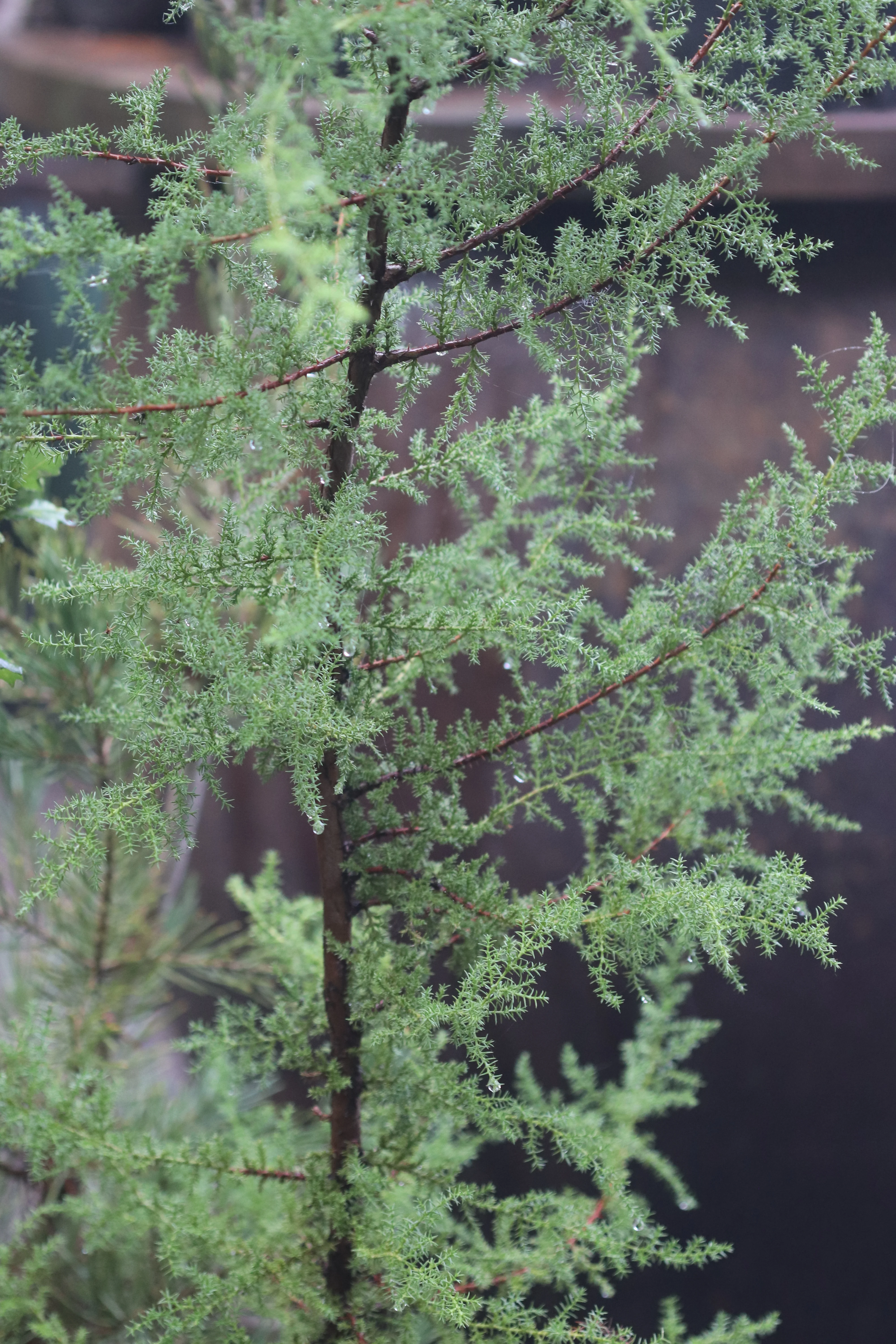 *RETAIL - Cupressus pygmaea - Image 3