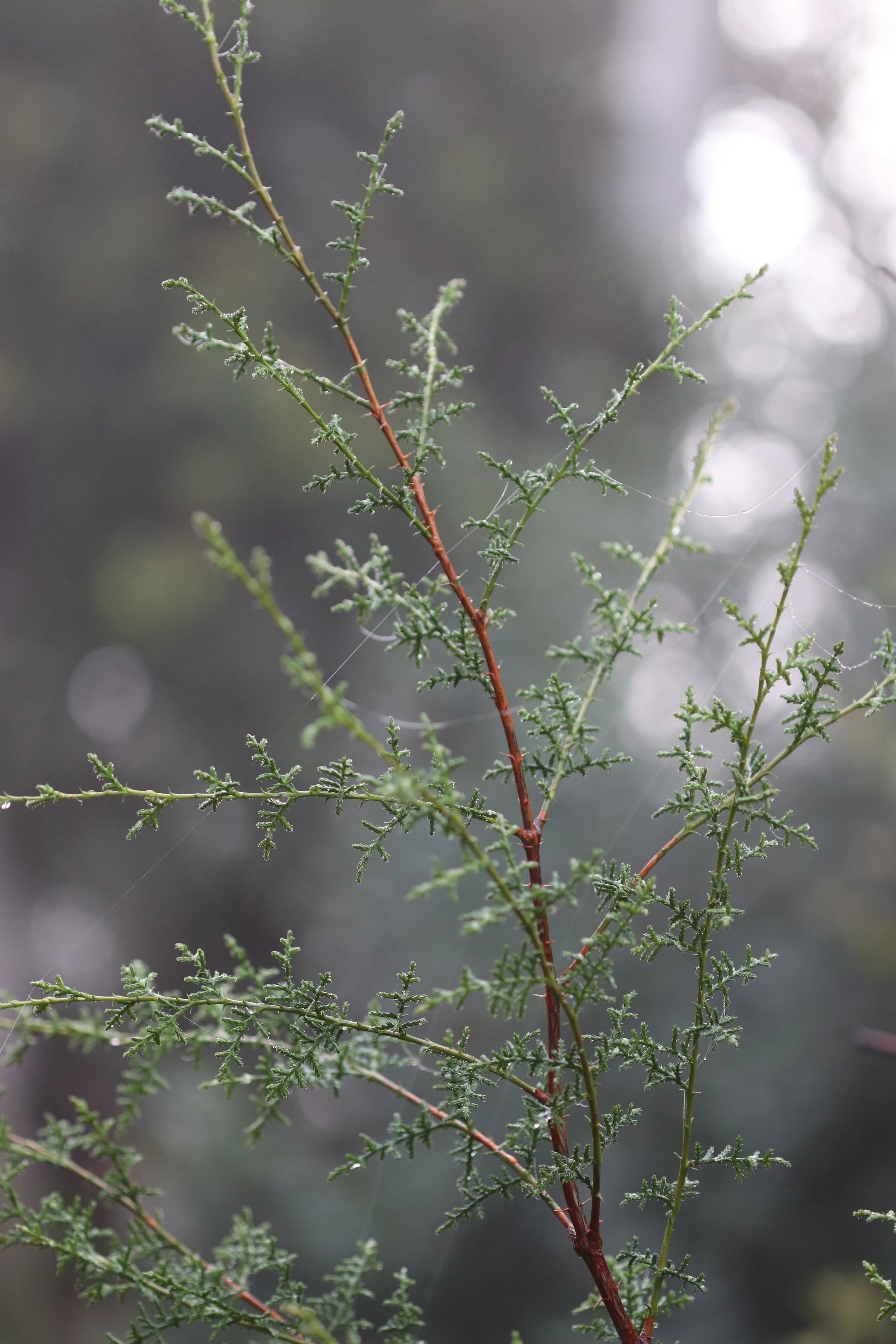 *RETAIL - Cupressus pygmaea - Image 4