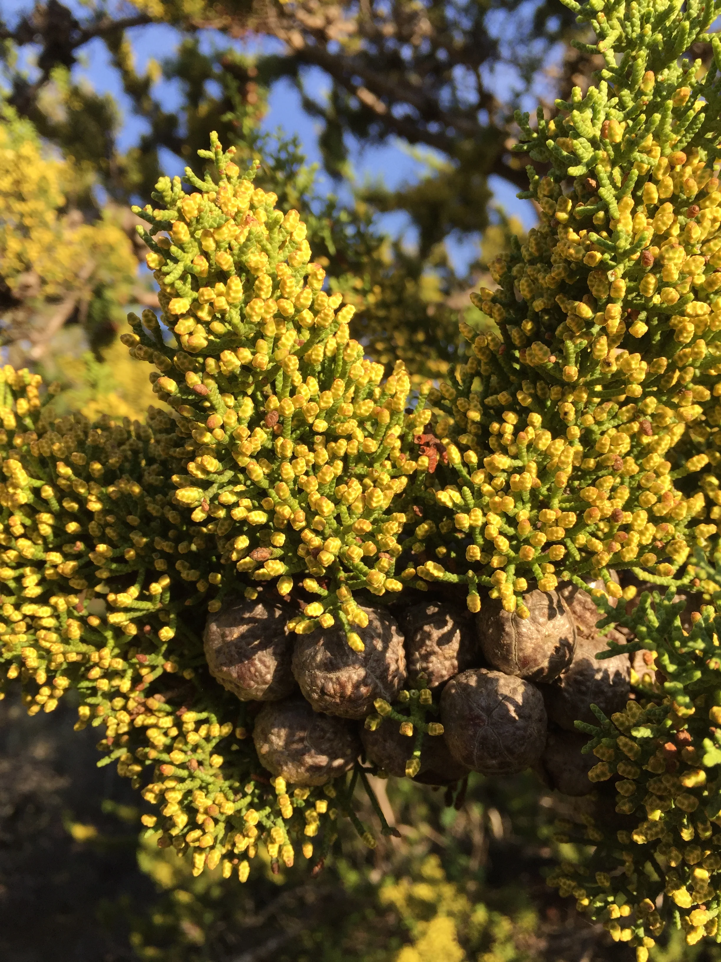 *RETAIL - Cupressus pygmaea 'Salt Creek' - Image 2