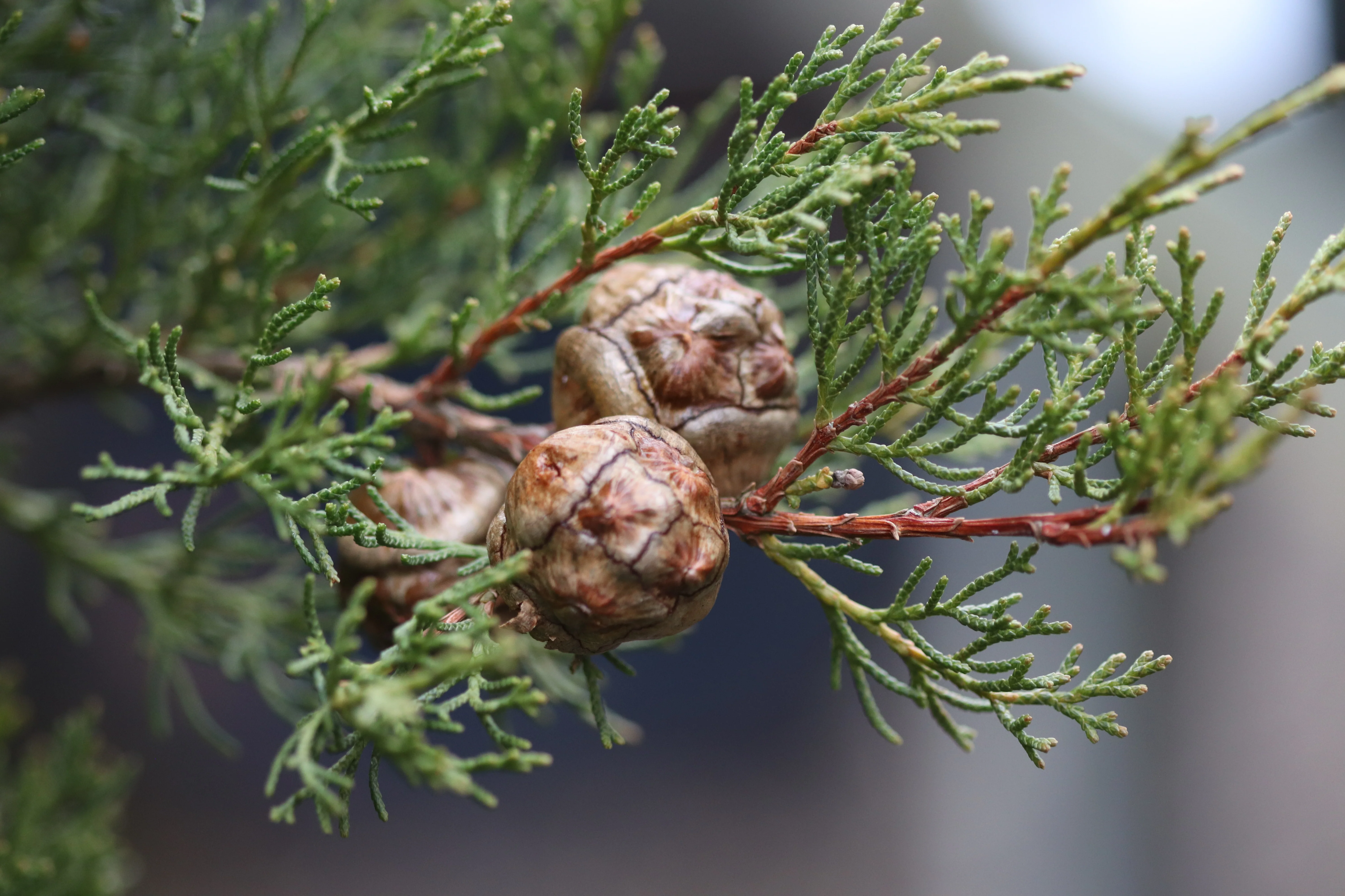 *RETAIL - Cupressus sempervirens 'Worthiana'