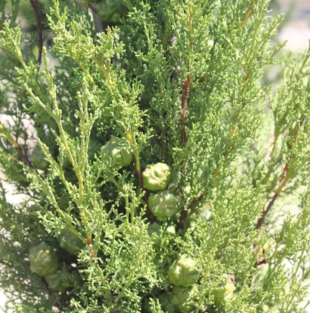 *RETAIL - Cupressus sempervirens 'Worthiana' - Image 4