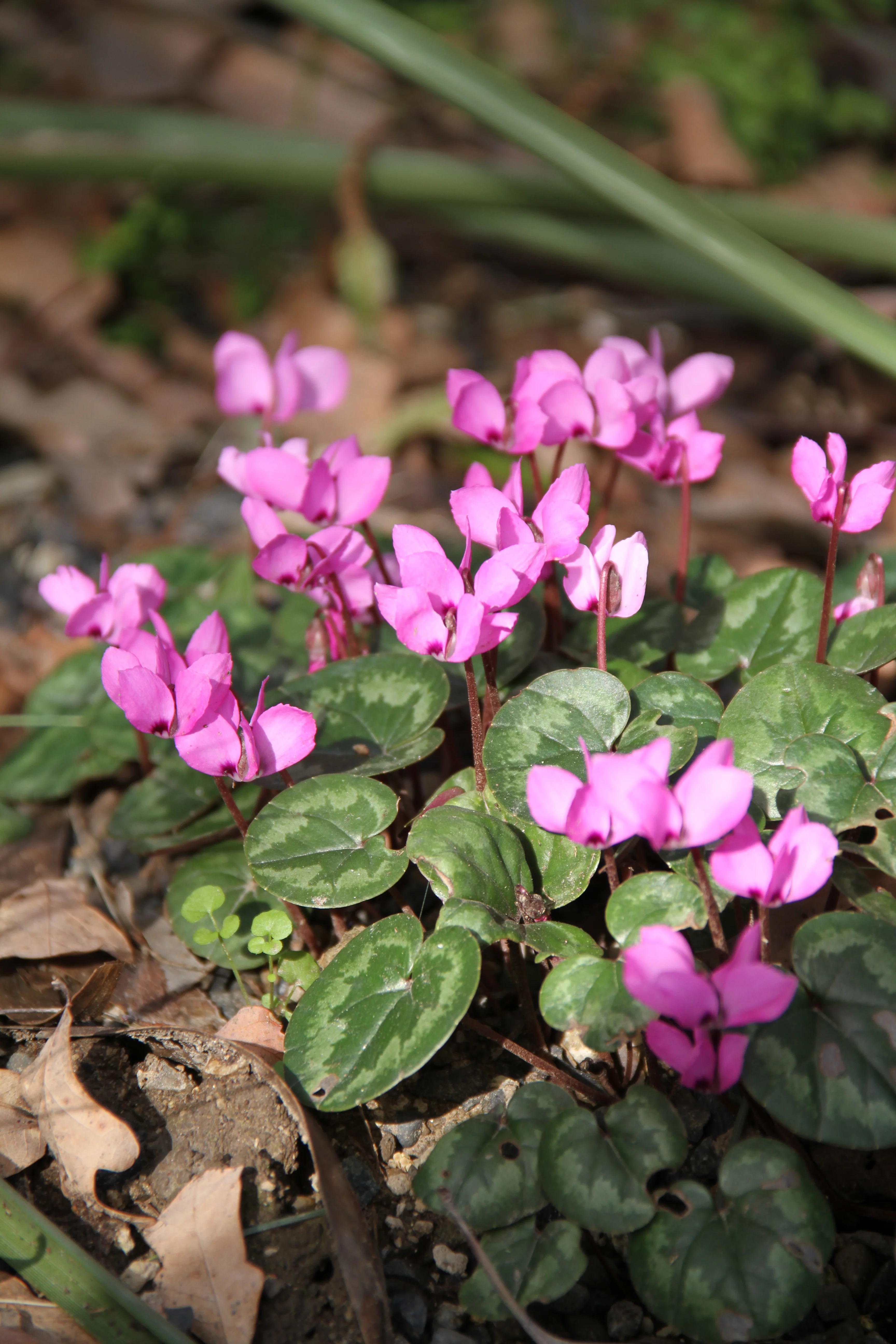 *RETAIL - Cyclamen coum - select leaf forms - Image 2