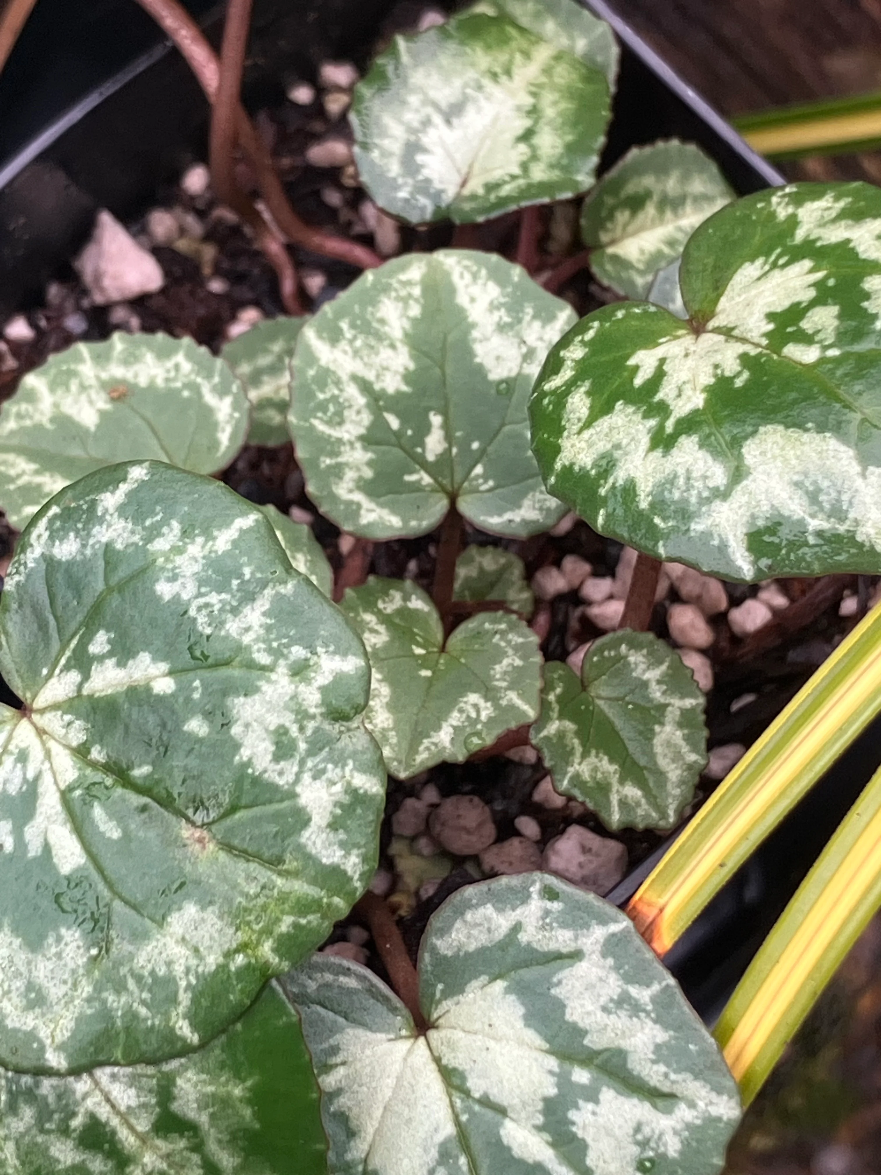 *RETAIL - Cyclamen hederifolium - [Silver arrow] - Image 2