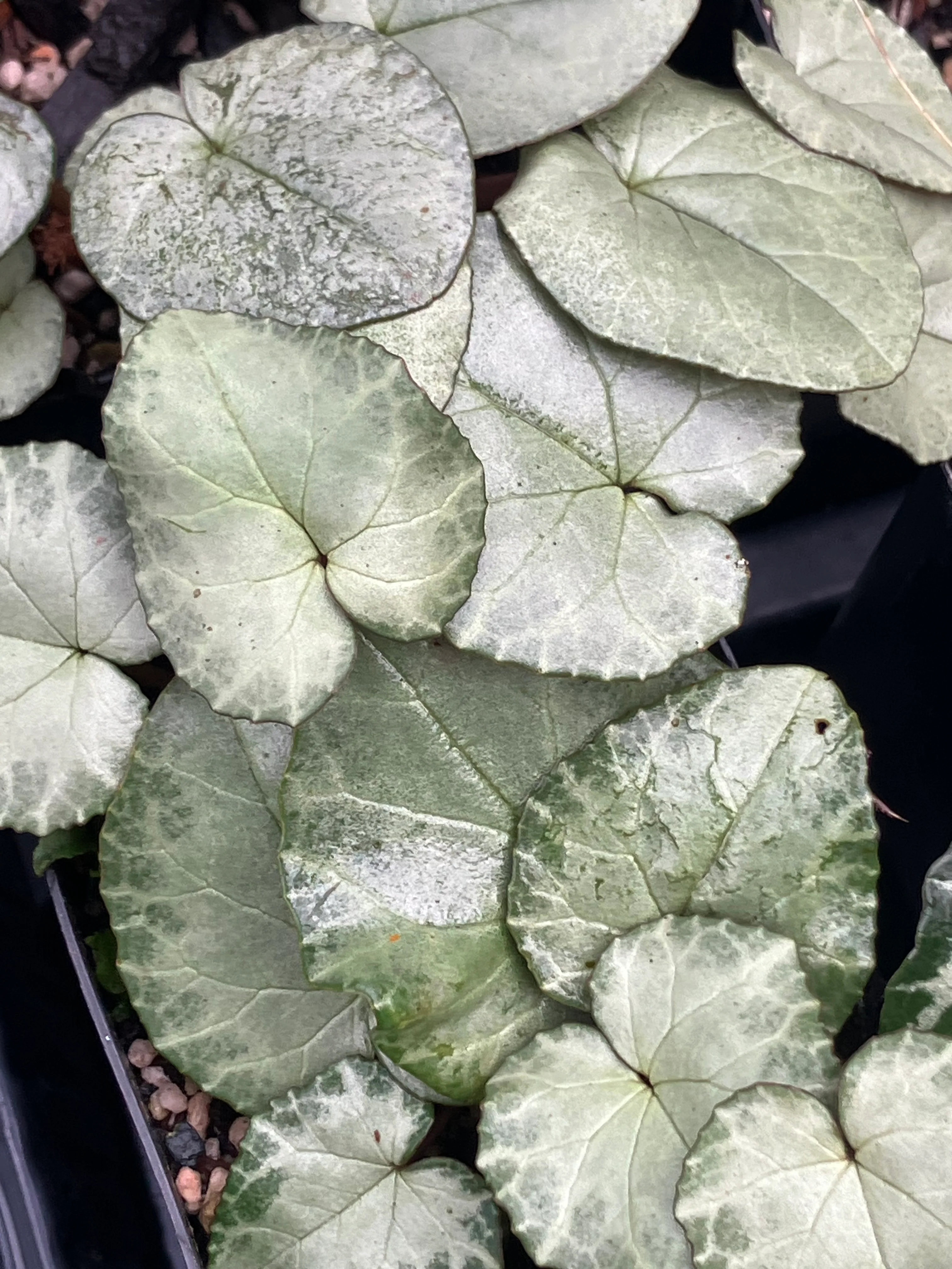 *RETAIL - Cyclamen hederifolium - [Silver arrow] - Image 3