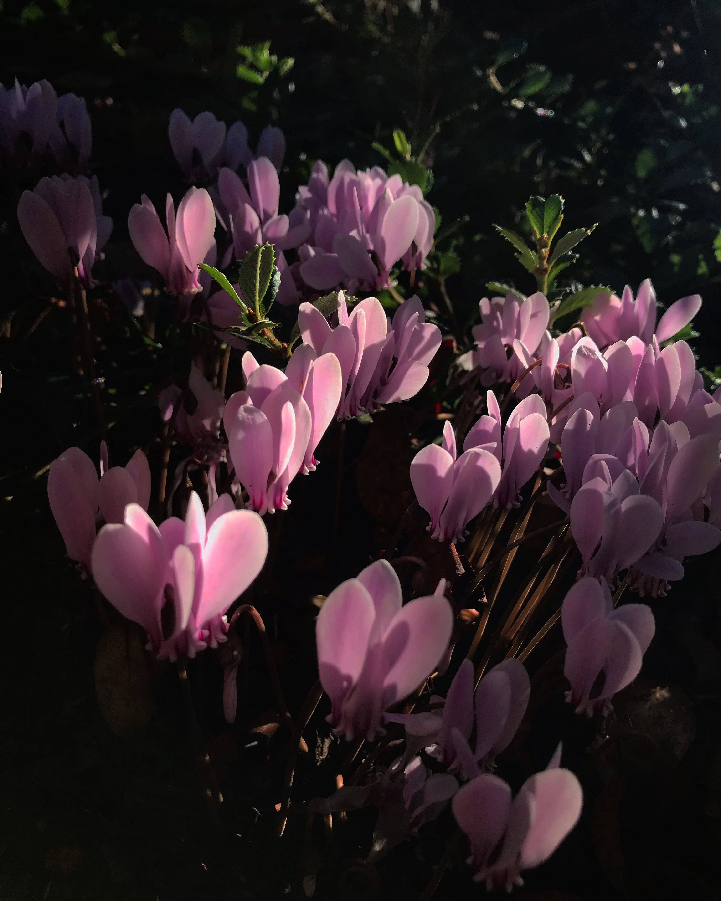 *RETAIL - Cyclamen hederifolium - silver shades - Image 2