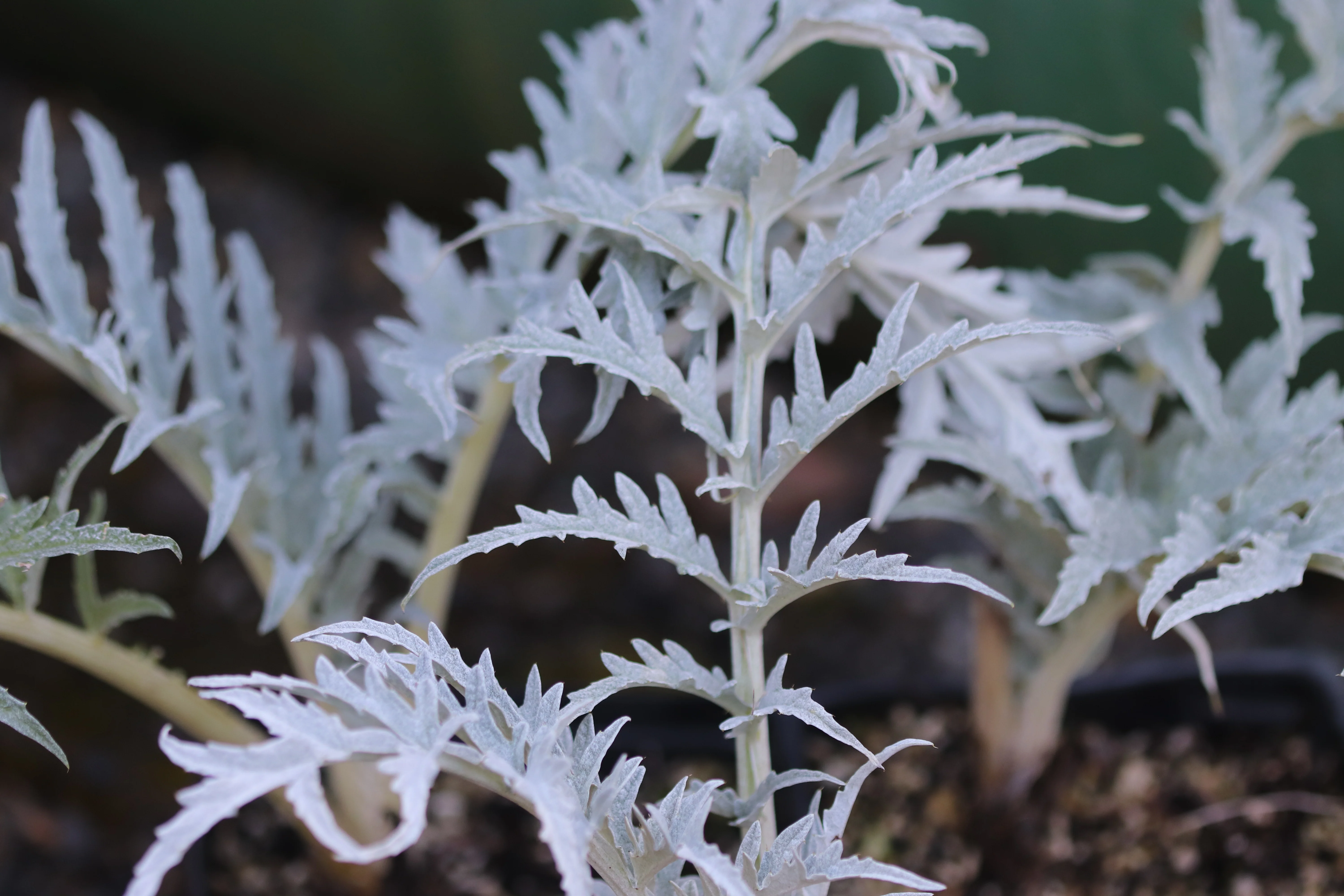 *RETAIL - Cynara cardunculus 'Christo’s Giant'