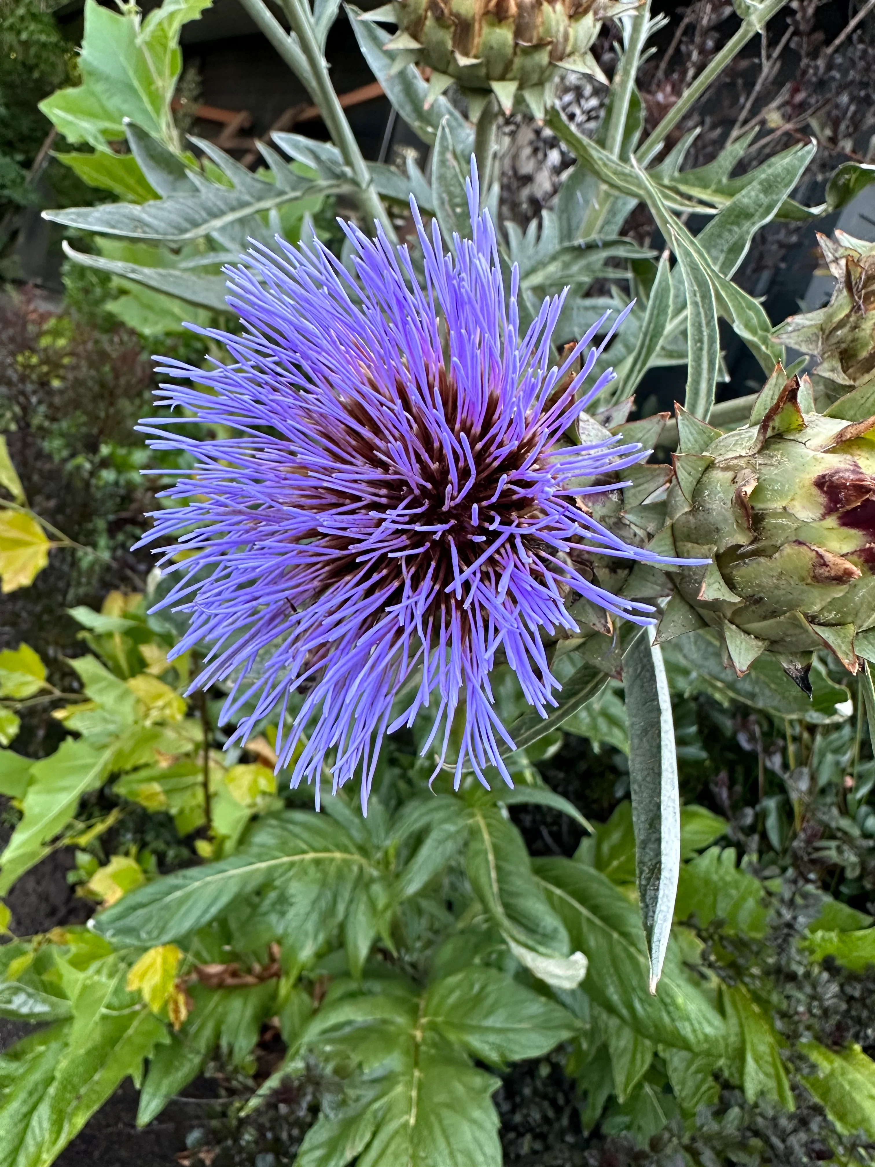*RETAIL - Cynara cardunculus 'Christo’s Giant' - Image 2