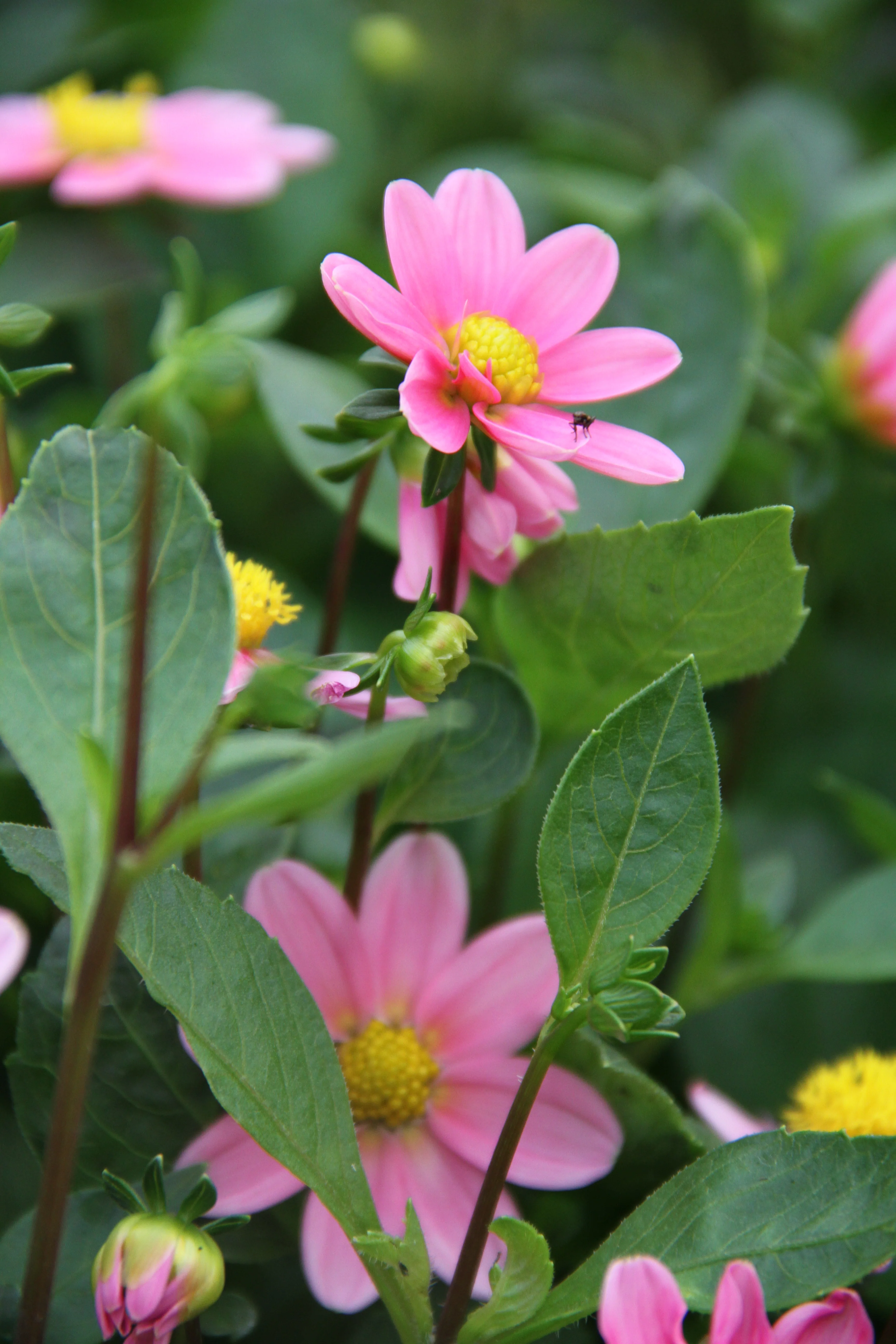Dahlia 'Bonne Esperance' - Image 2