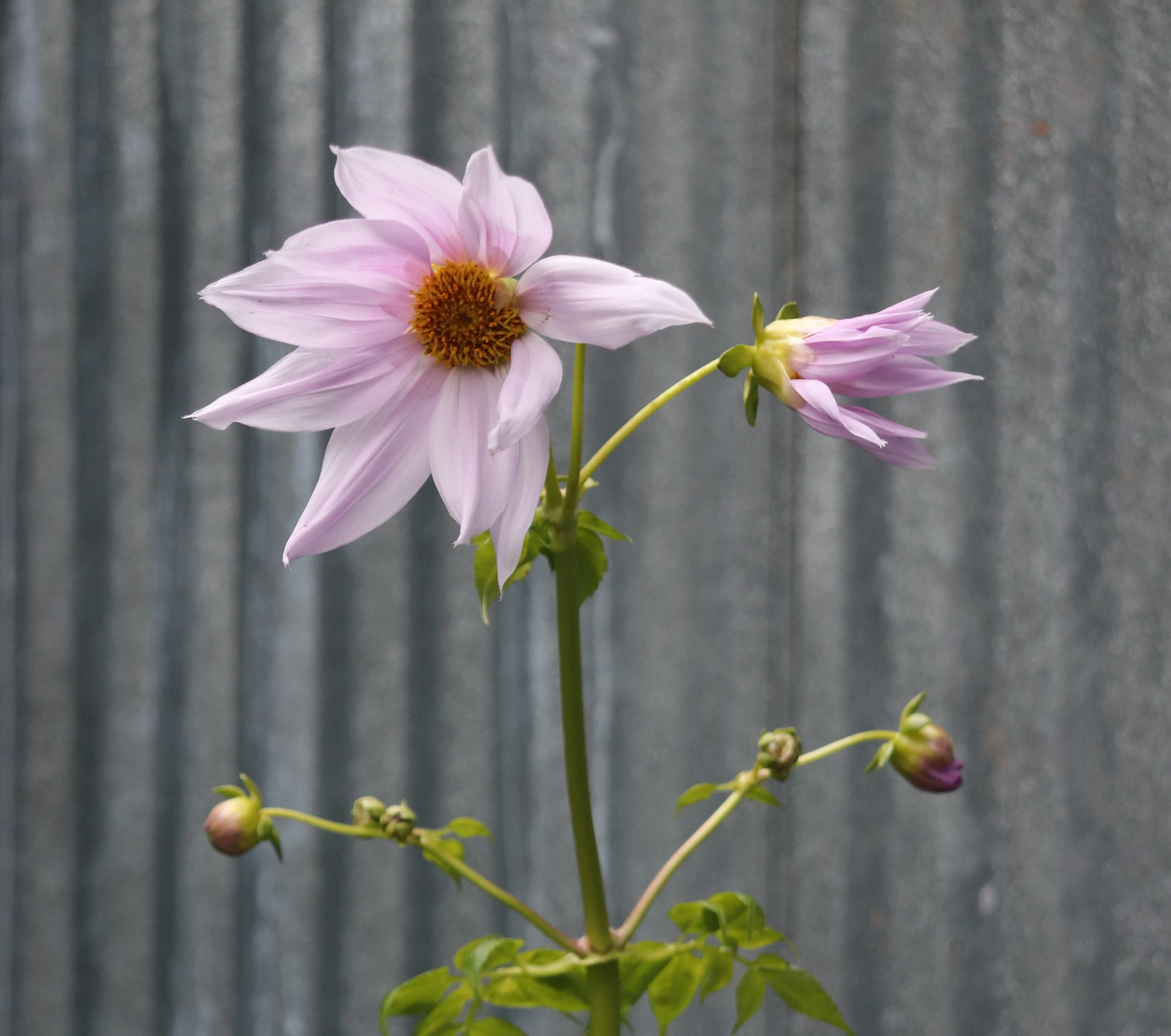 *RETAIL - Dahlia imperialis