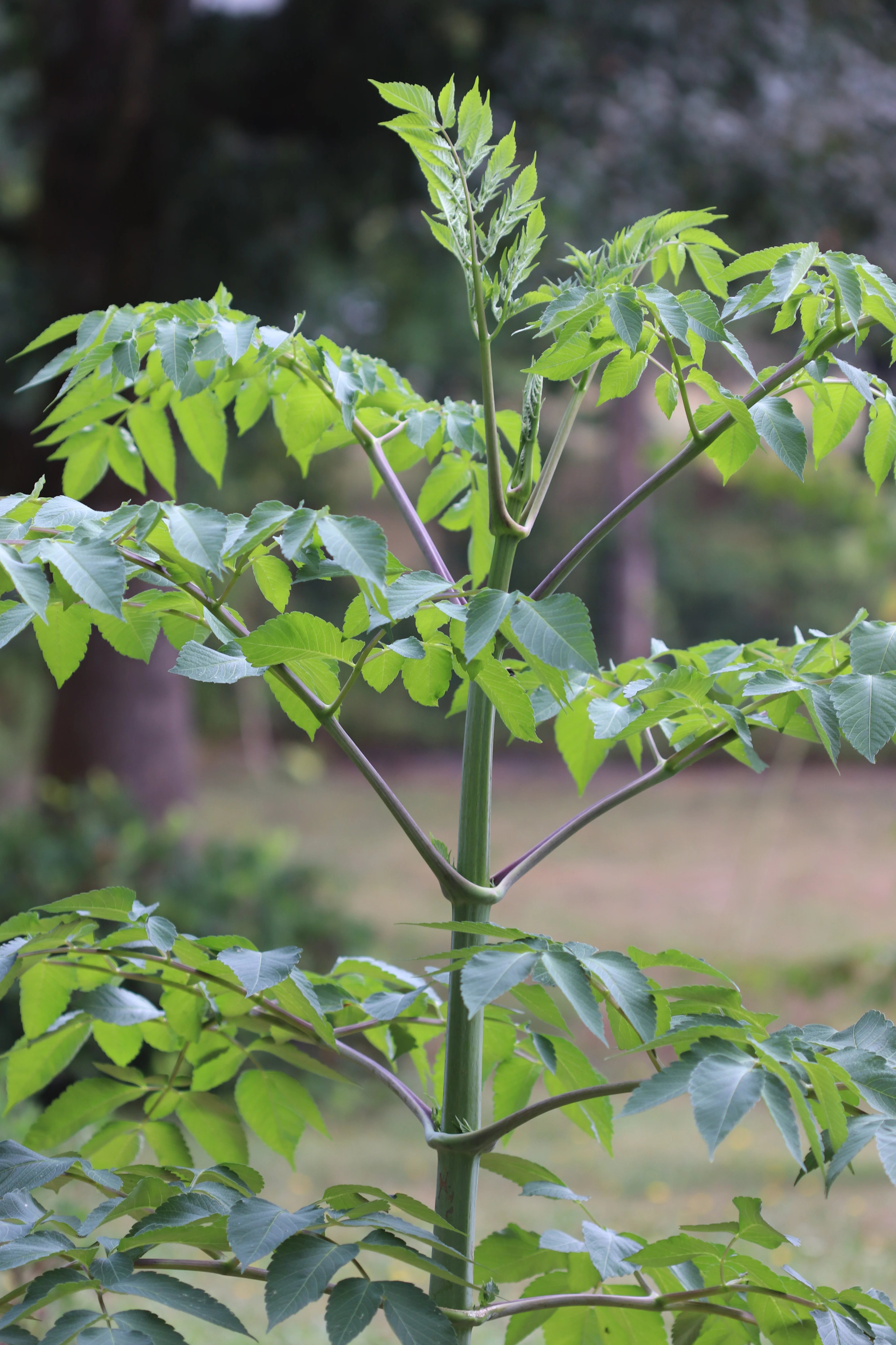 *RETAIL - Dahlia imperialis - Image 2