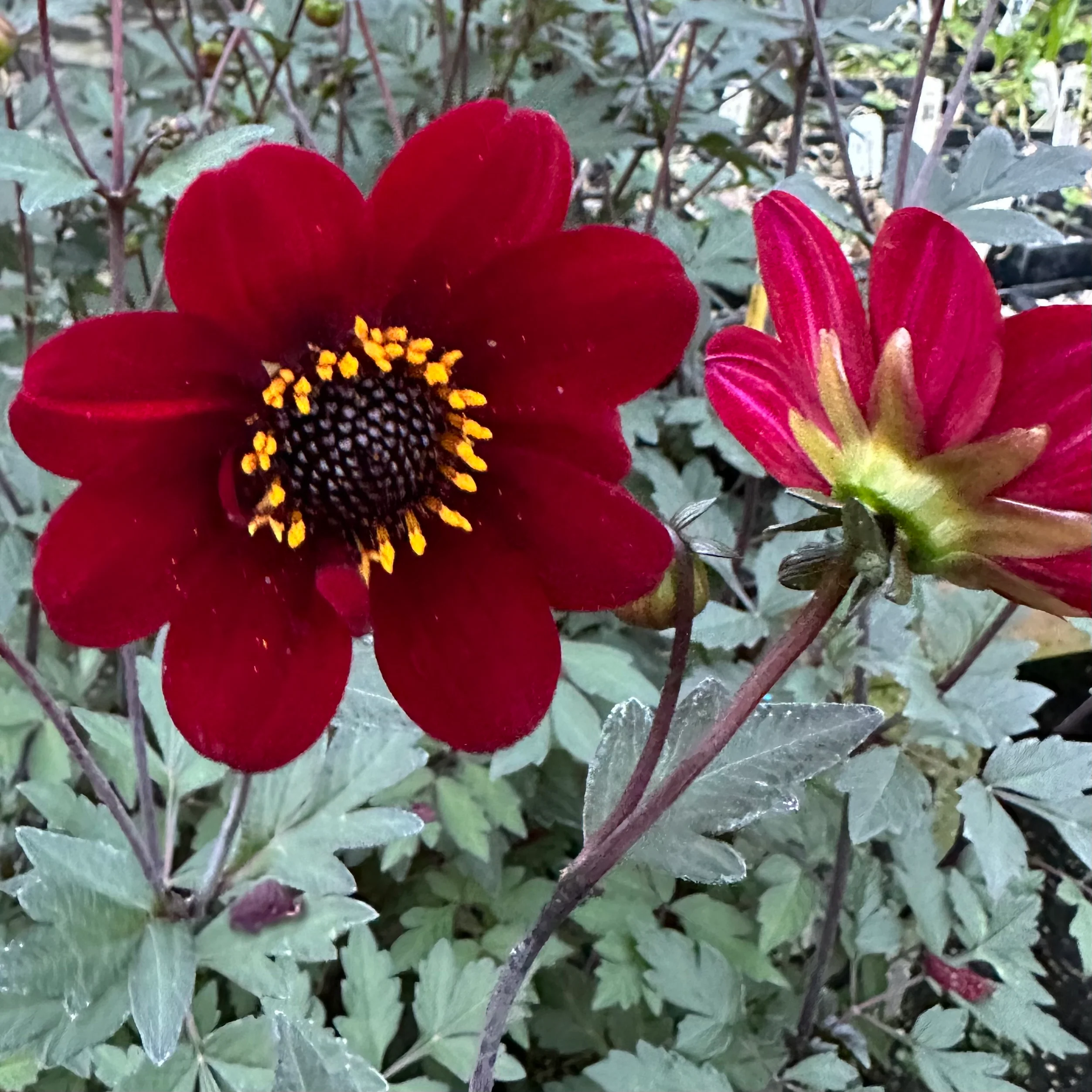 *RETAIL - Dahlia sp. D67-61 - black flowered - Image 2