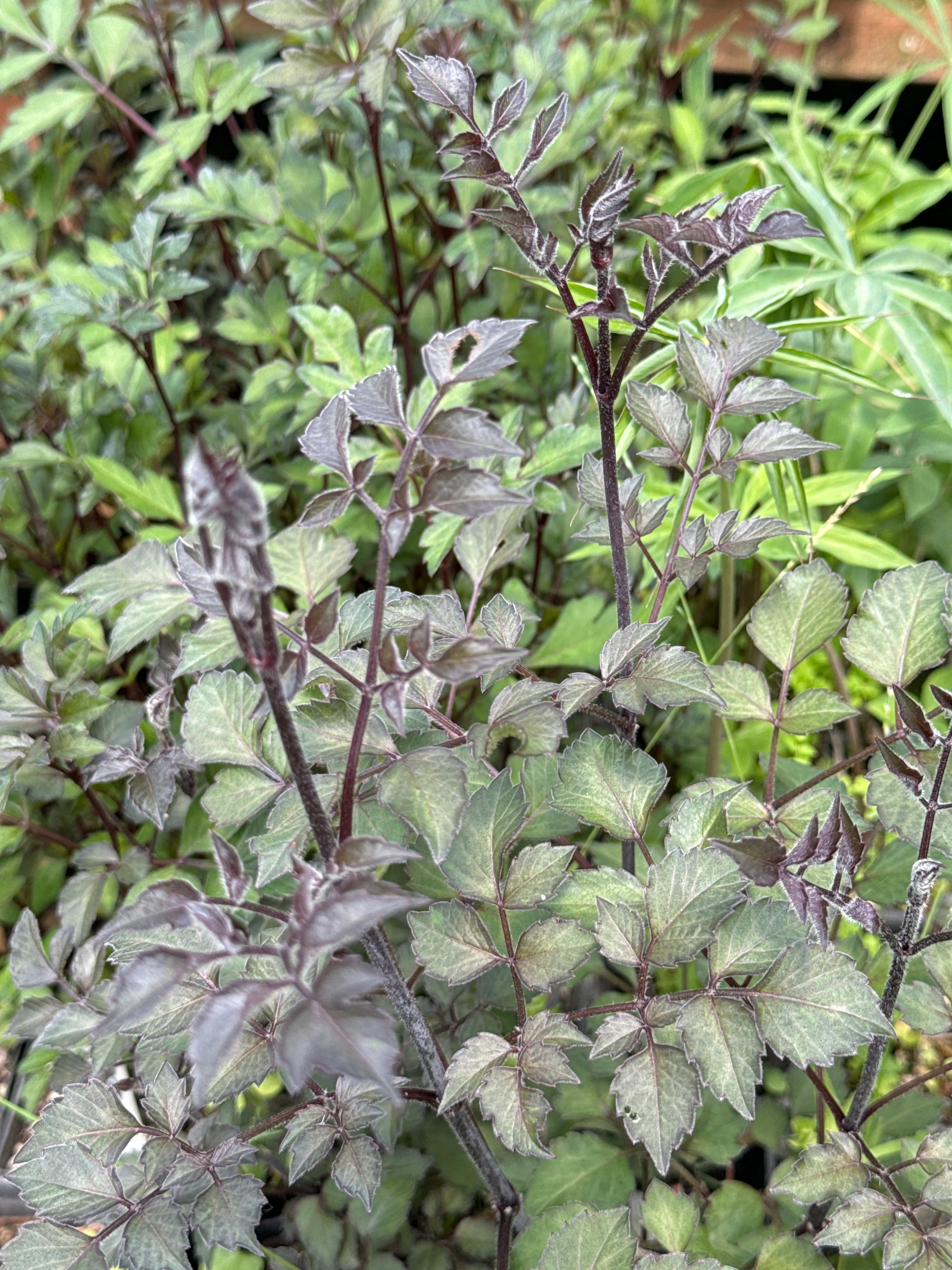 *RETAIL - Dahlia sp. D67-61 - black flowered - Image 3
