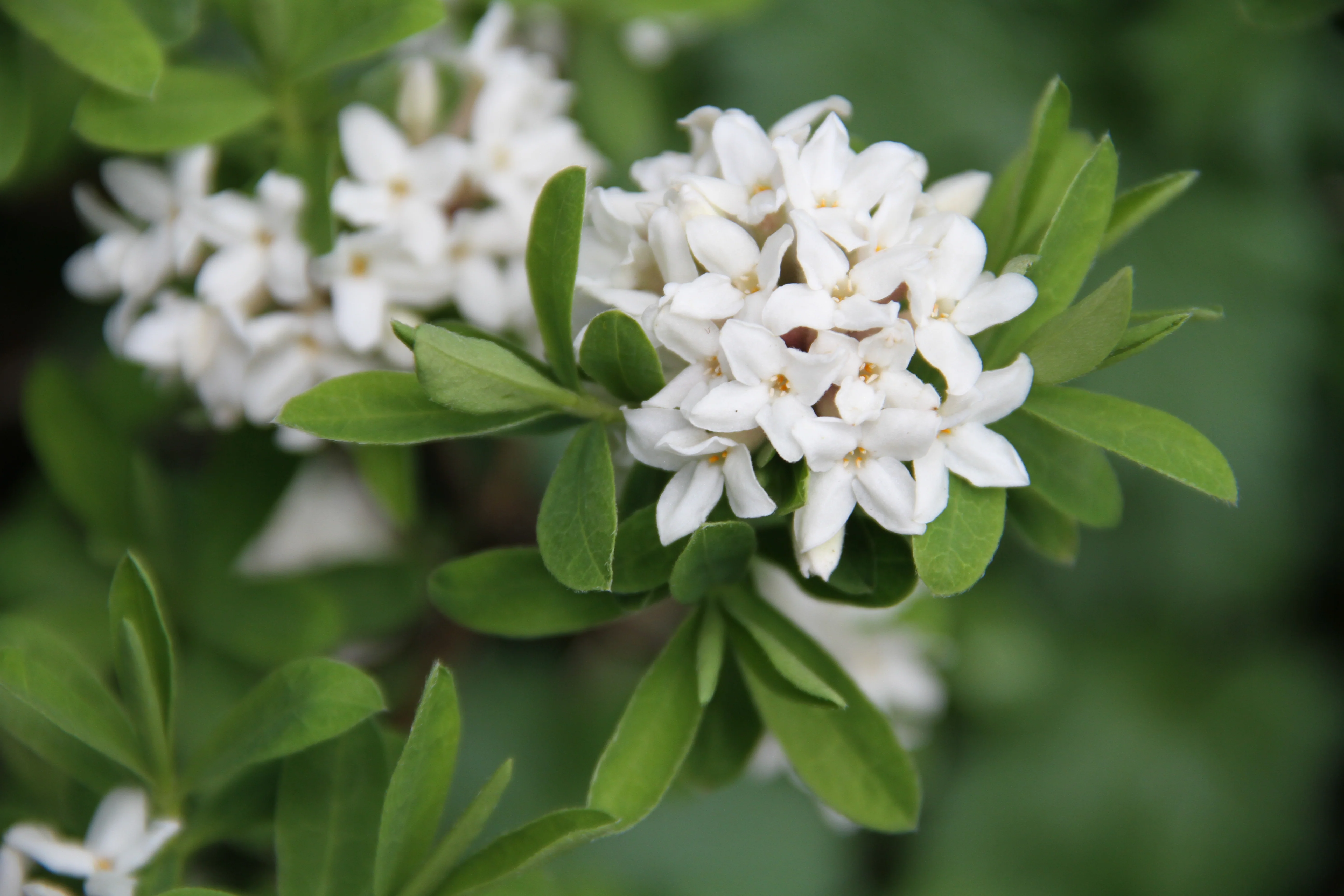 *RETAIL - Daphne odora 'Alba' - Image 2