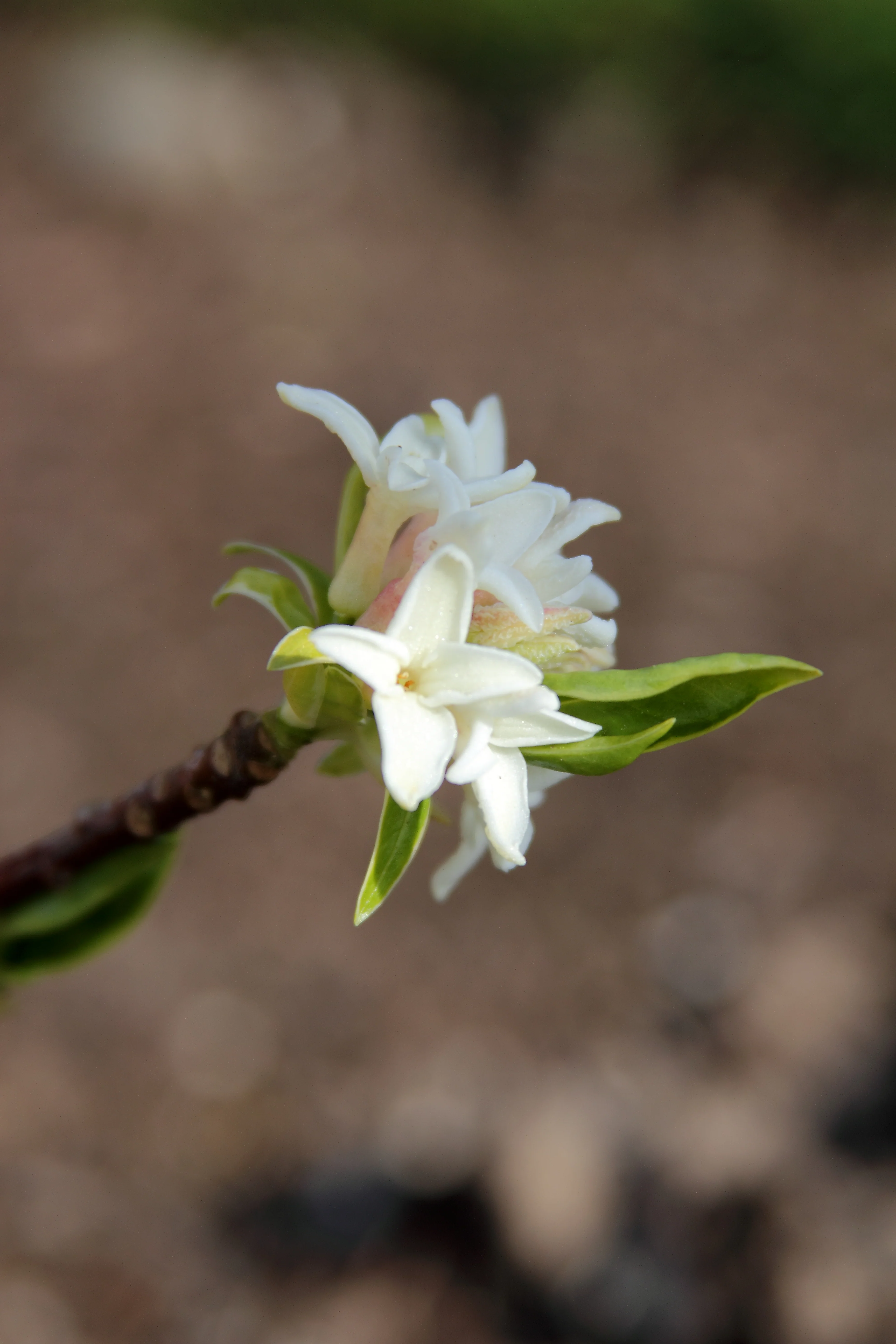 *RETAIL - Daphne odora 'Aureomarginata' - Image 2