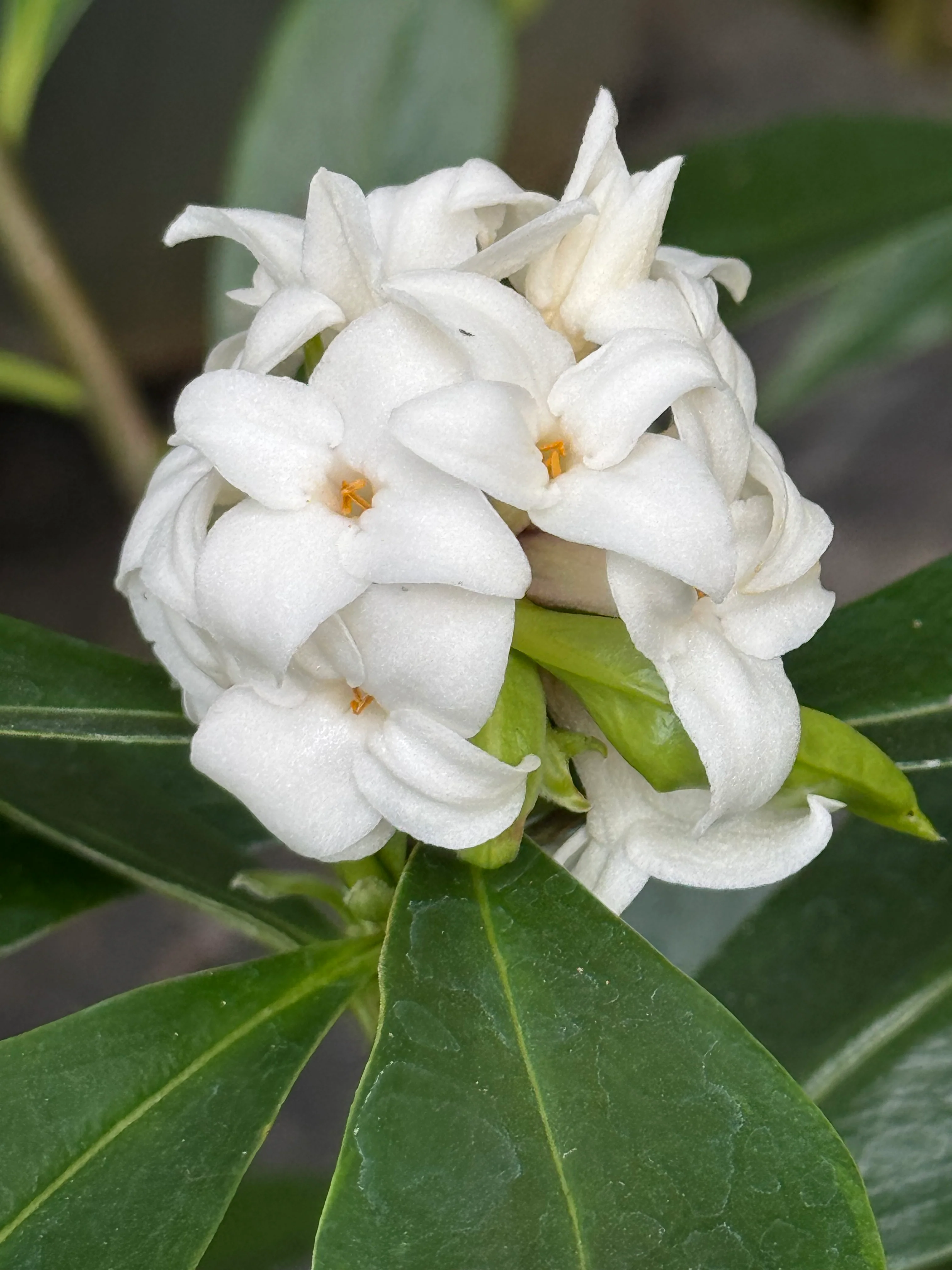 *RETAIL - Daphne 'Perfume Princess White' TM
