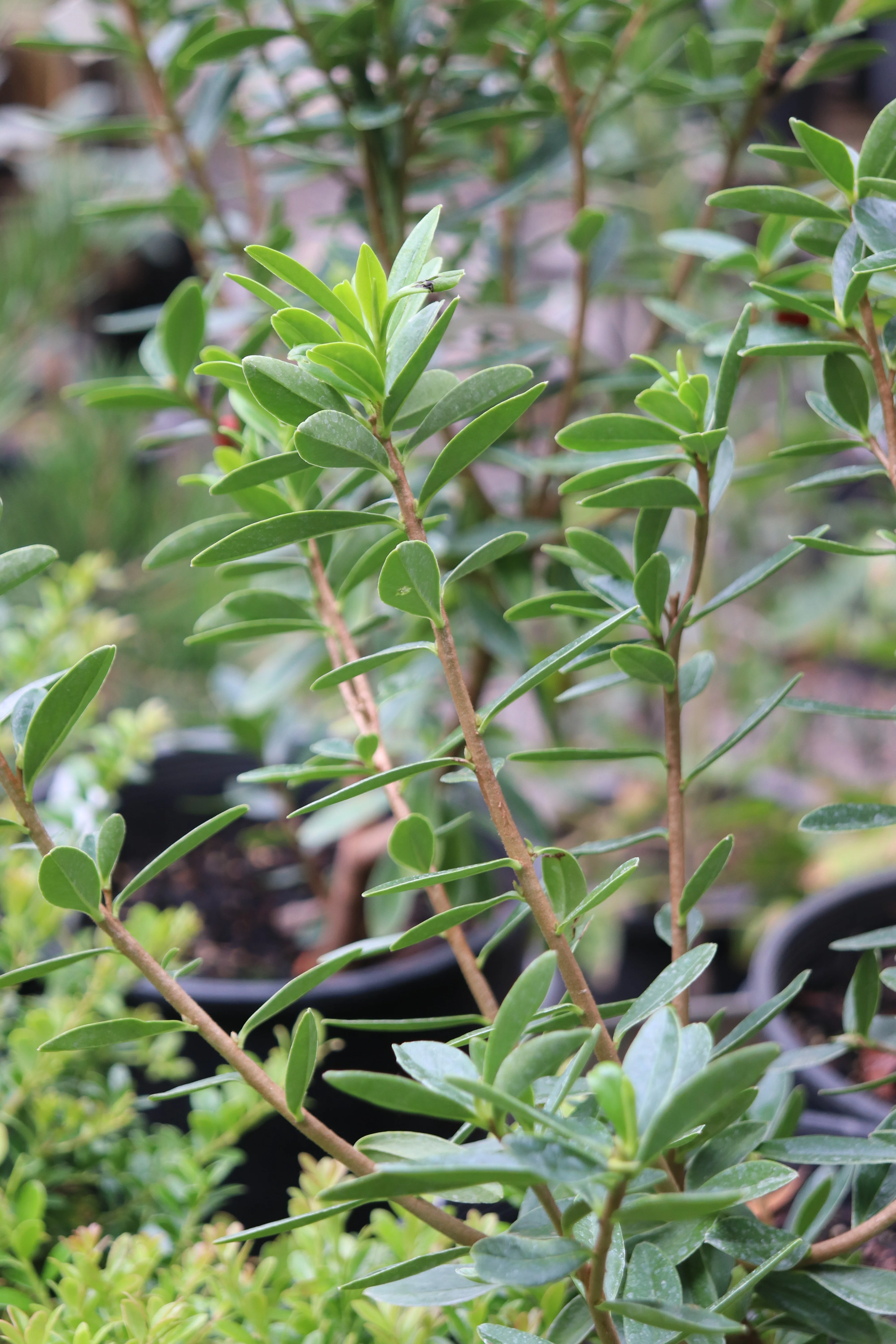 *RETAIL - Daphne tangutica [Retusa Group] - Image 2