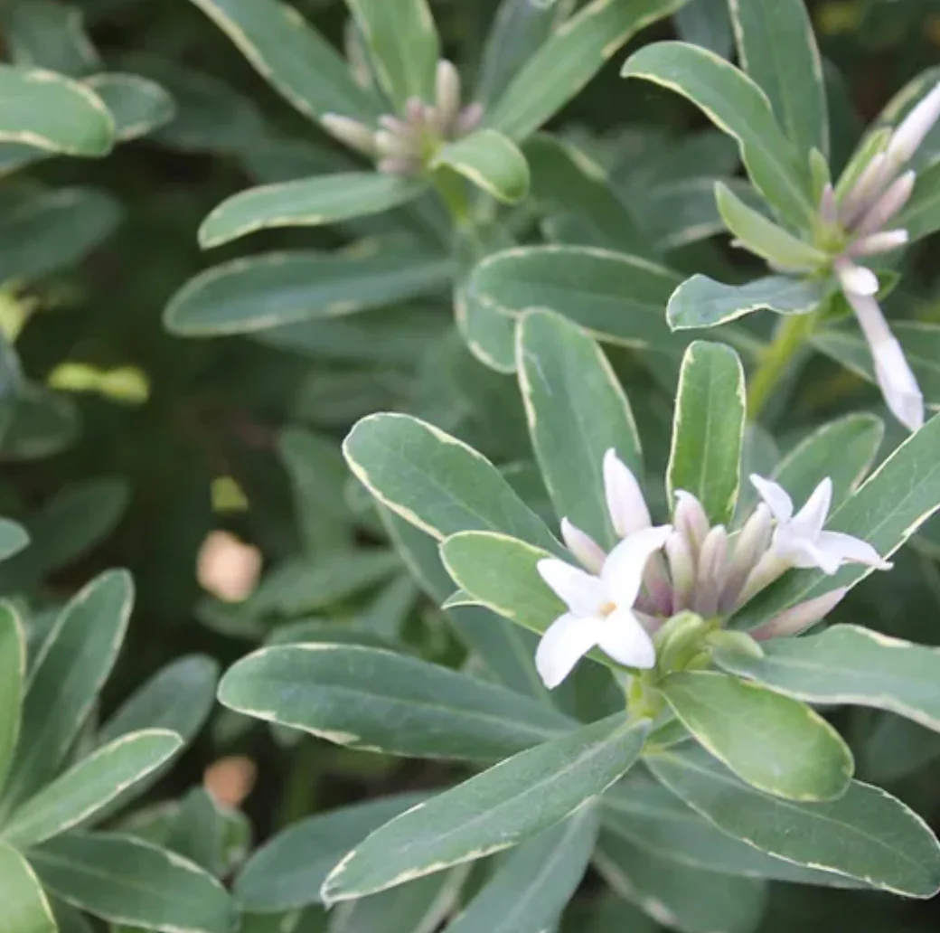 *RETAIL - Daphne x transatlantica 'Summer Ice' - Image 2