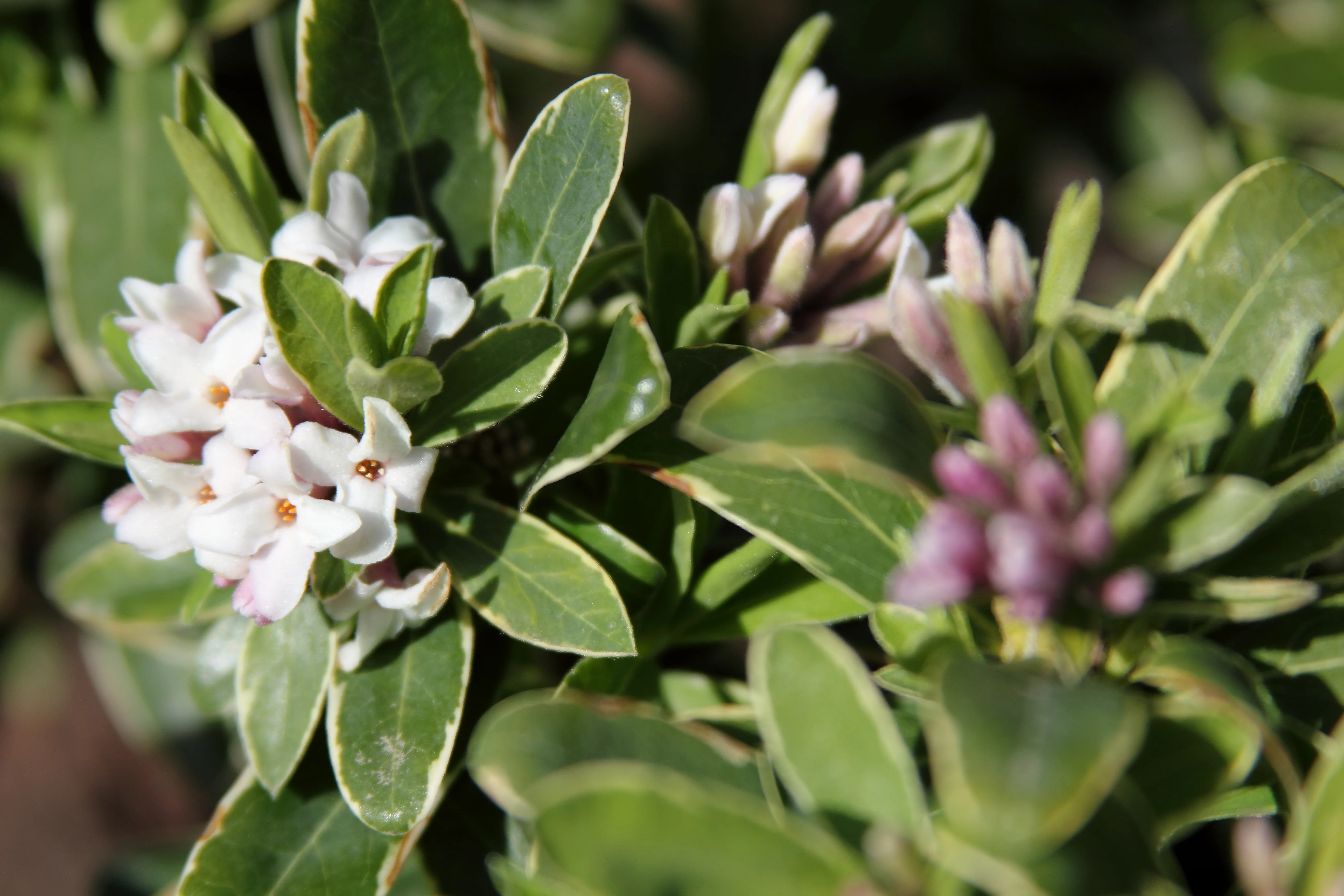 *RETAIL - Daphne x transatlantica 'Summer Ice' - Image 4